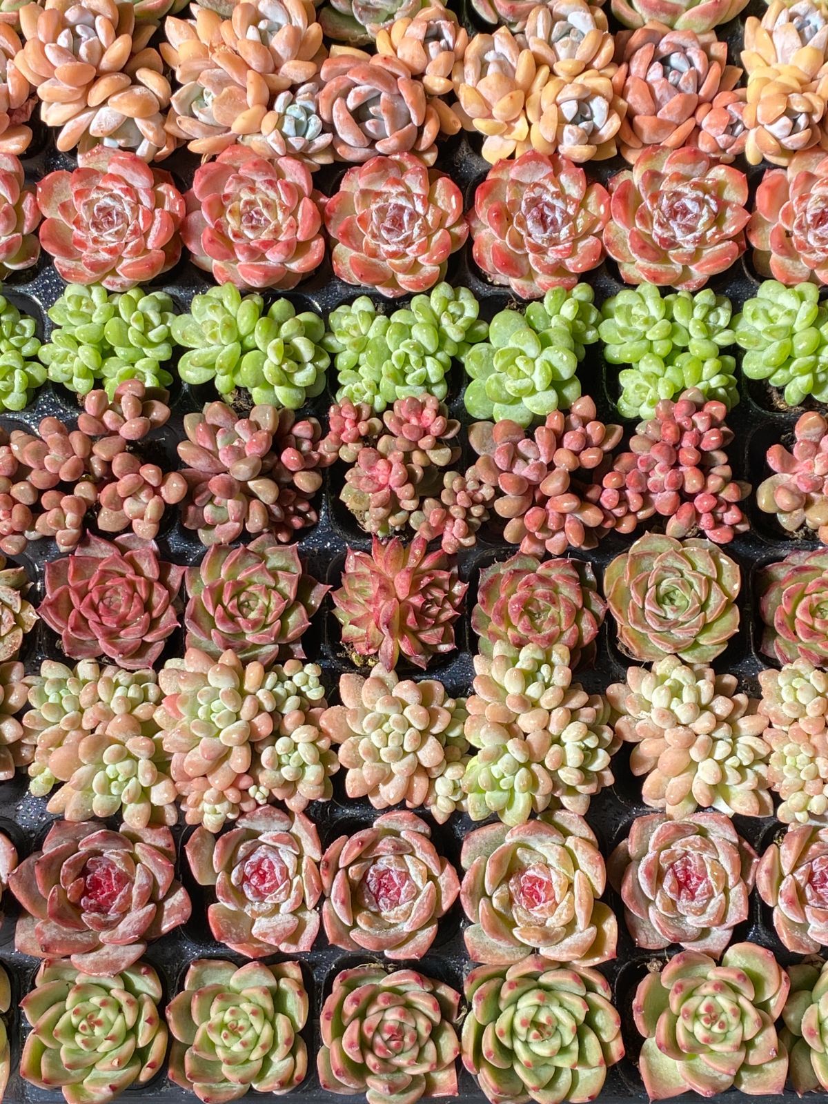 新入荷 15種類セット NT23×105苗 土付き 詰め合わせ 多肉植物