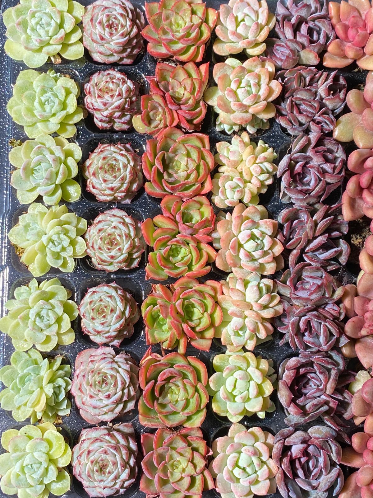 新入荷 15種類セット NT23×105苗 土付き 詰め合わせ 多肉植物