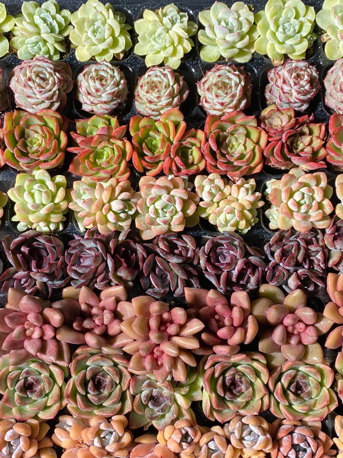 新入荷 15種類セット NT23×105苗 土付き 詰め合わせ 多肉植物