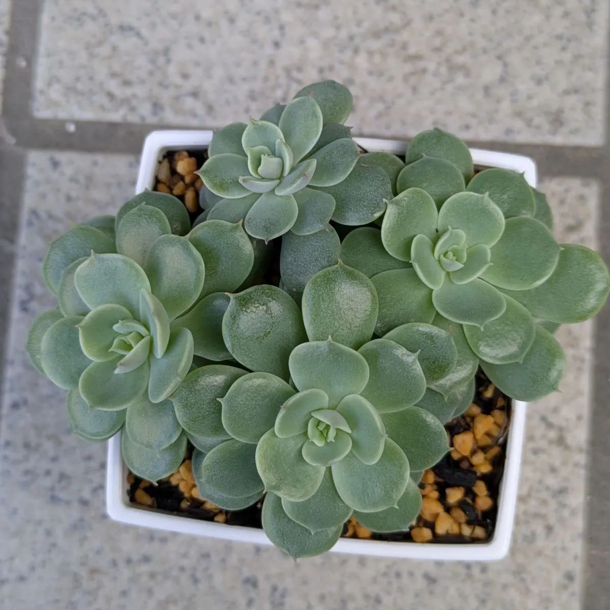 多肉植物　抜き苗　Usha　ウーシャ 多肉植物⁂ウルシャー⁂抜き苗 - メルカリ