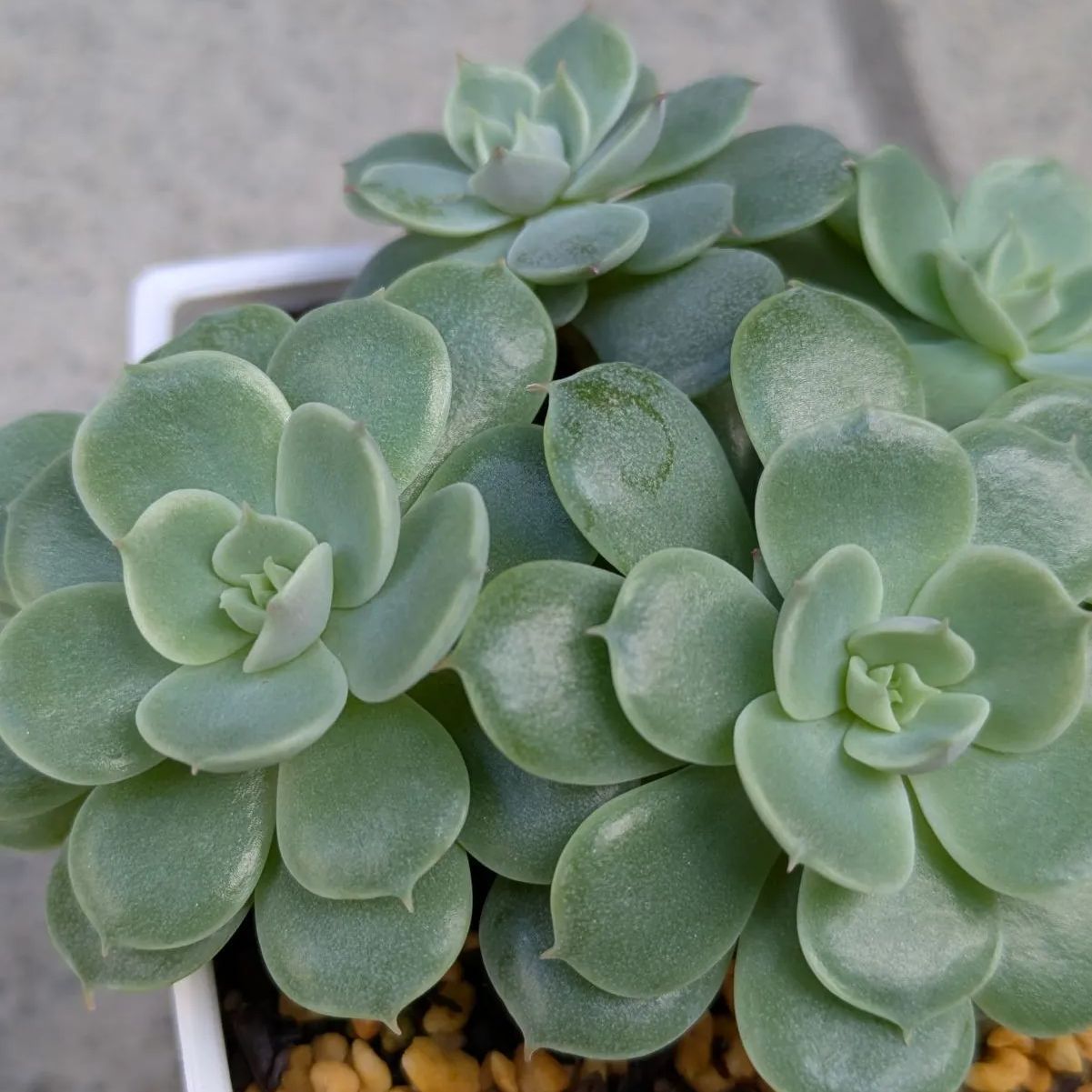 多肉植物 抜き苗 静夜 4株 - メルカリ