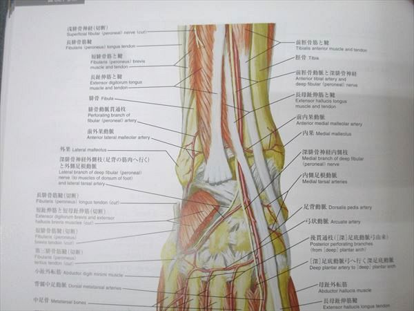ネッター解剖学アトラス　原書　第7版　ネッター　南江堂 南江堂/ELSEVIER ネッター解剖学アトラス 原書第7版 2022 Frank H