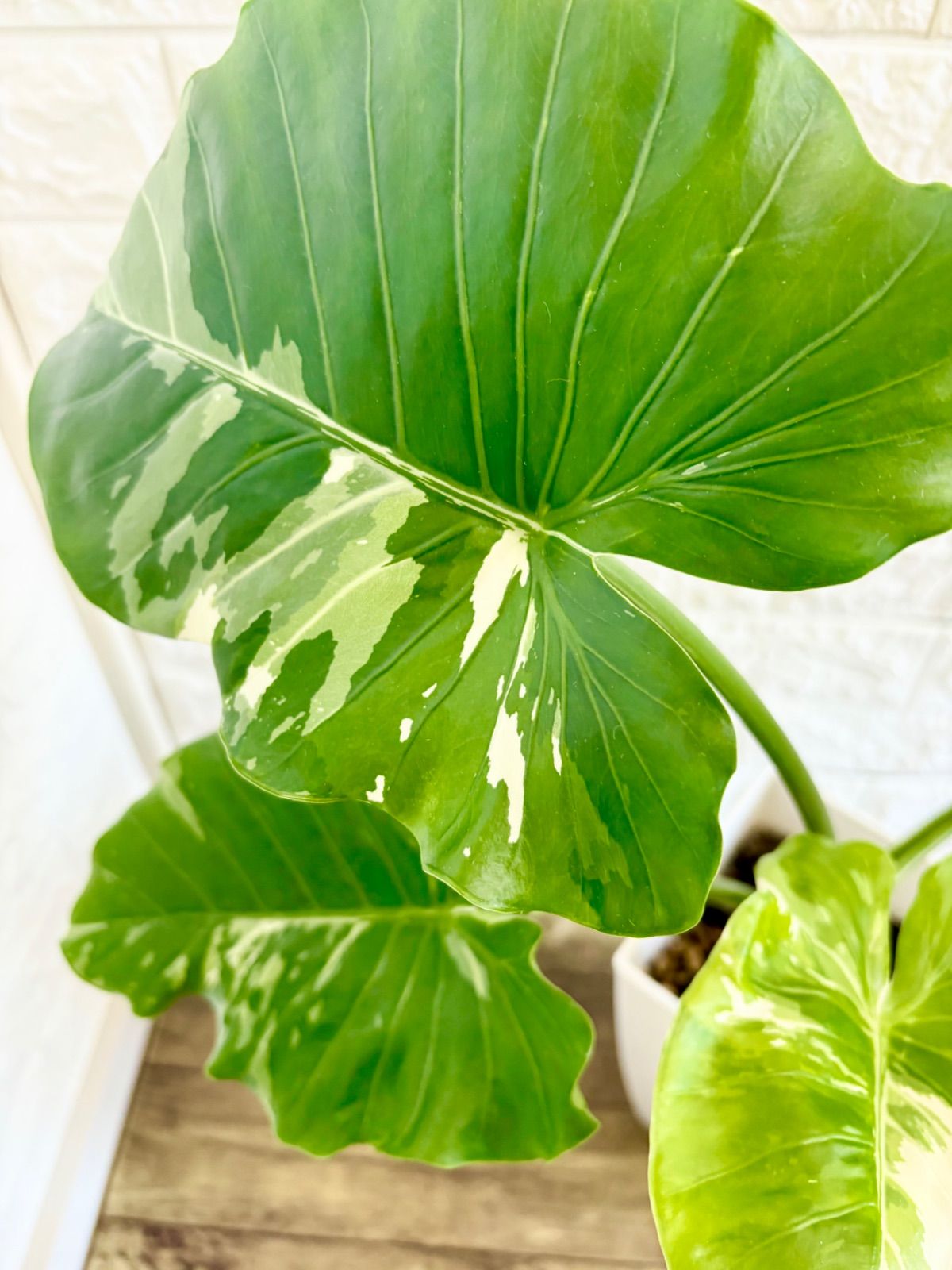 クワズイモ　斑入り 幹立ち クワズイモ⭐️斑入り⭐️幹立ち