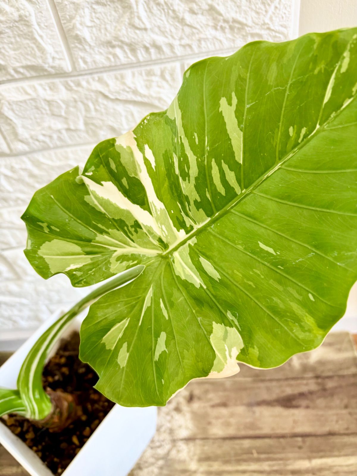アロカシア クワズイモ 斑入り クワズイモ 斑入り 7号鉢つき 極上