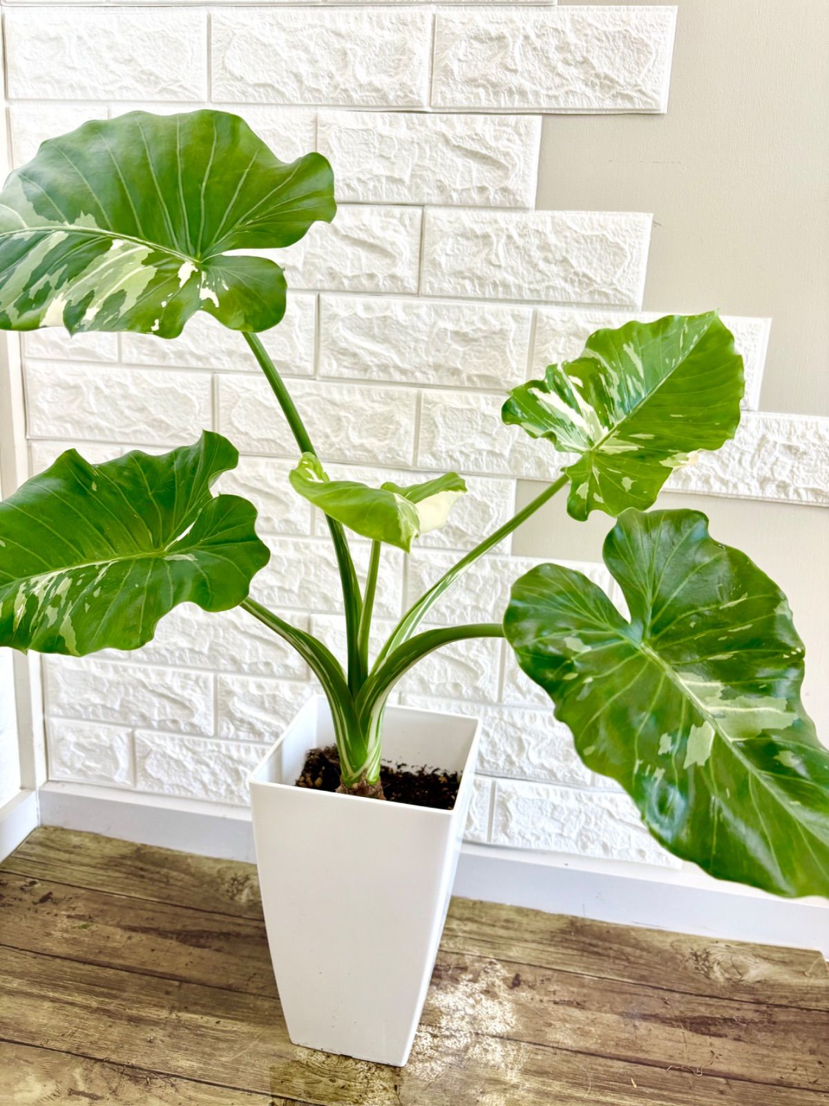 クワズイモ⭐️斑入り⭐️幹立ち クワズイモ斑入り 幹立ち