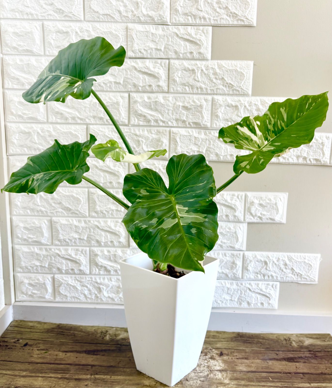 クワズイモ⭐️斑入り⭐️幹立ち