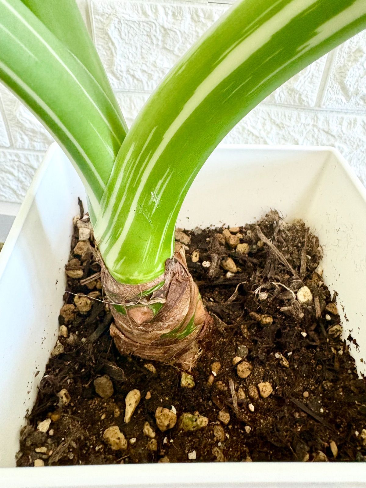 クワズイモ　斑入り 幹立ち クワズイモ⭐️斑入り⭐️幹立ち