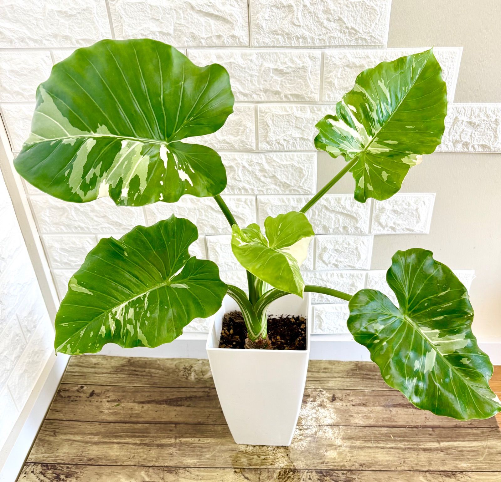 クワズイモ　斑入り 幹立ち クワズイモ⭐️斑入り⭐️幹立ち クワズイモ⭐️斑入り | 観葉植物のお