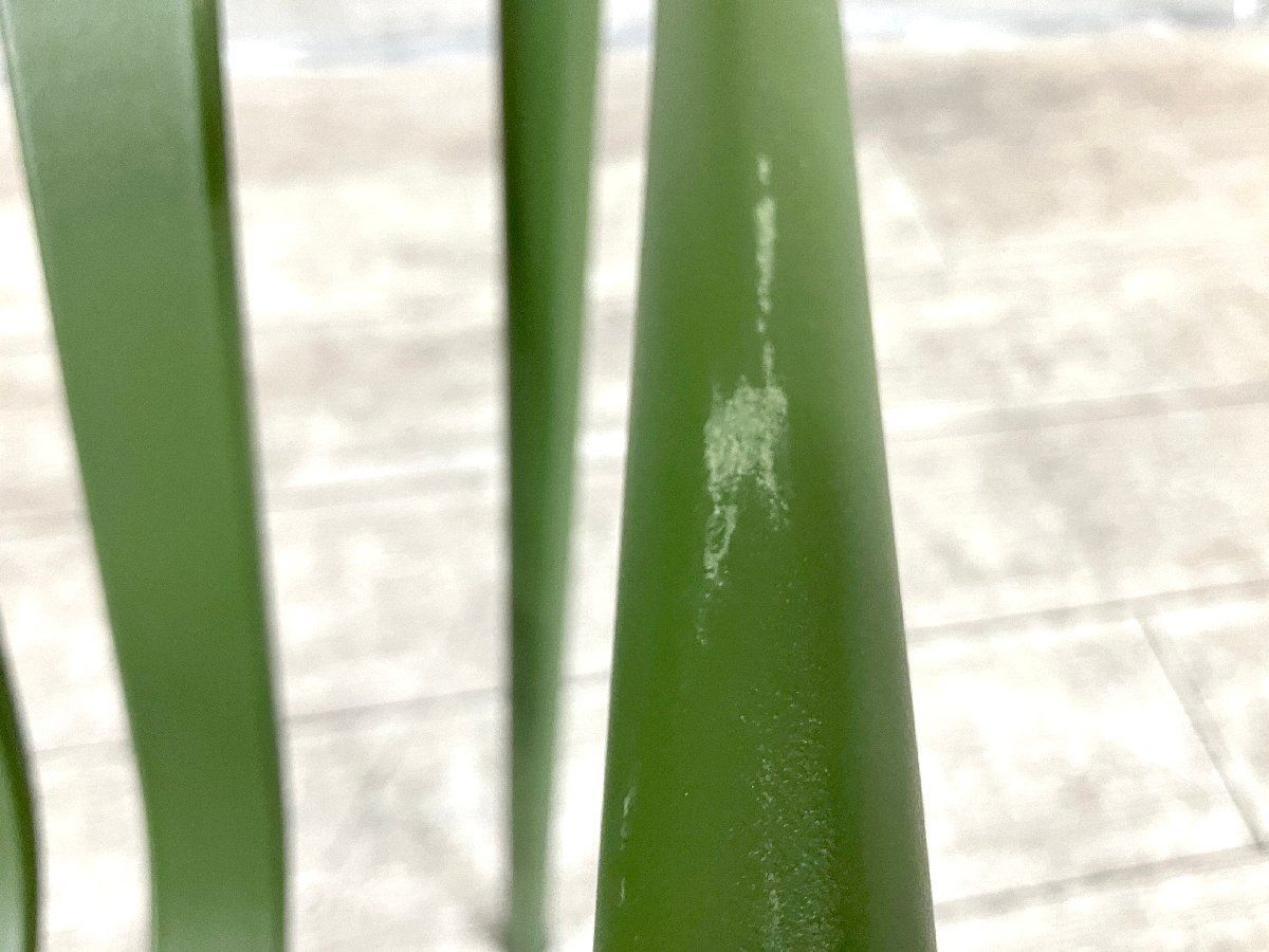 ダイニング アームチェア