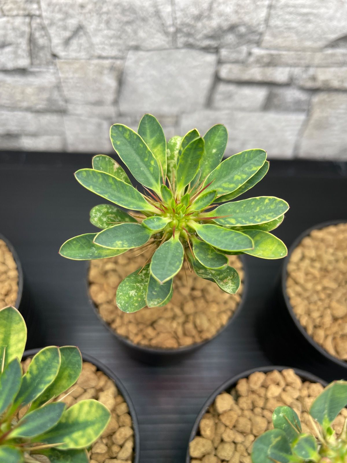 ギラウミニアナ 実生株 多分岐 ⑧ SEITAKO ギラウミニアナ実生 6株