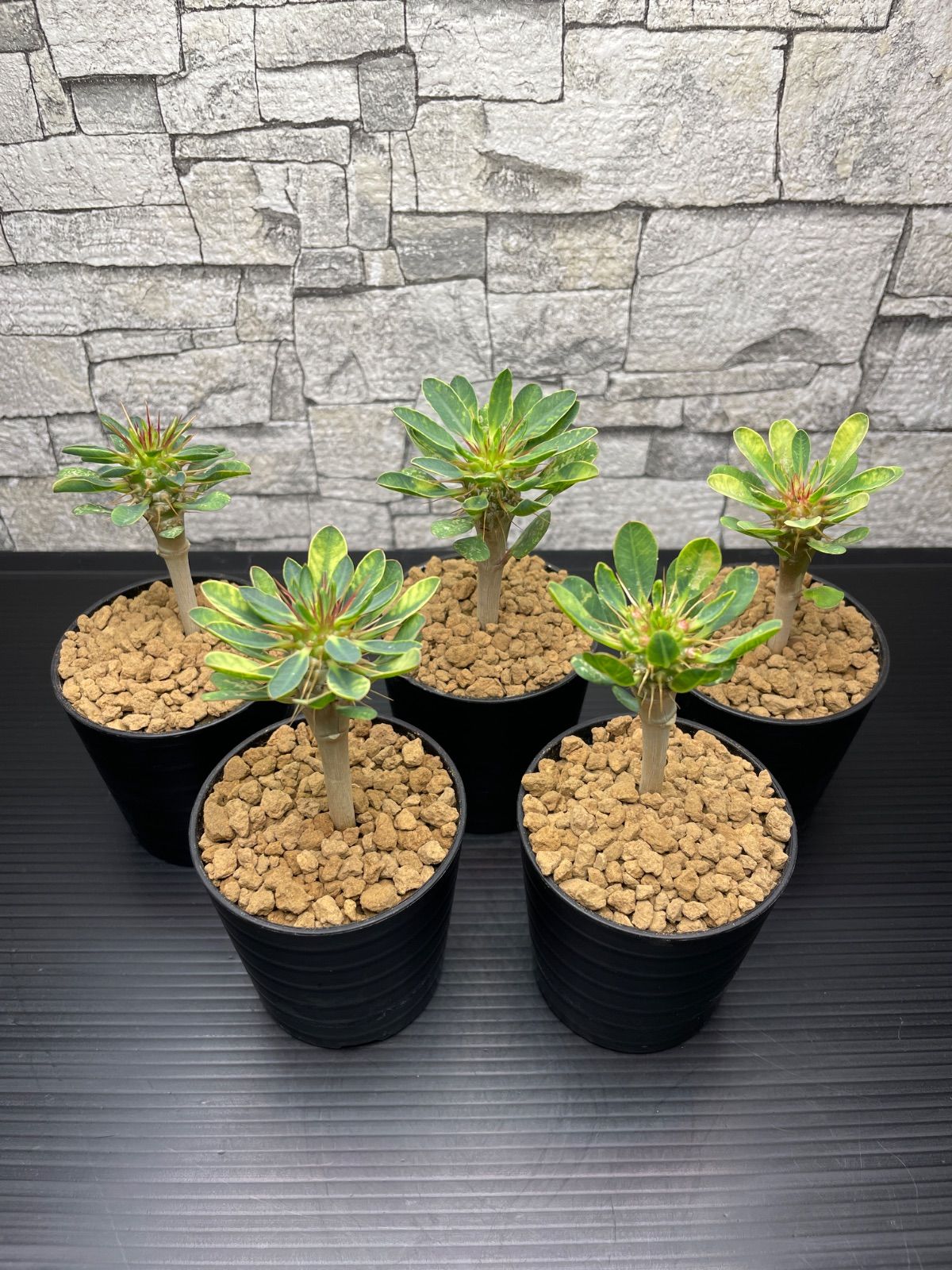 ギラウミニアナ 実生 5 ギラウミニアナ 実生 5株セット