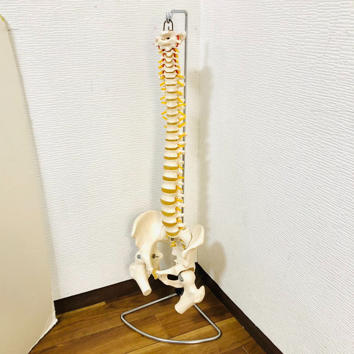 183 人体模型 1 2スケール プラスチック製85cm WWW_CHESHIRE-HOUSE_NET