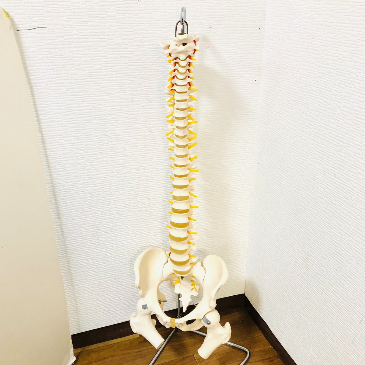 3B社 3B Scientific 脊柱模型 スタンド付 人体模型 医療 教材 骨格標本