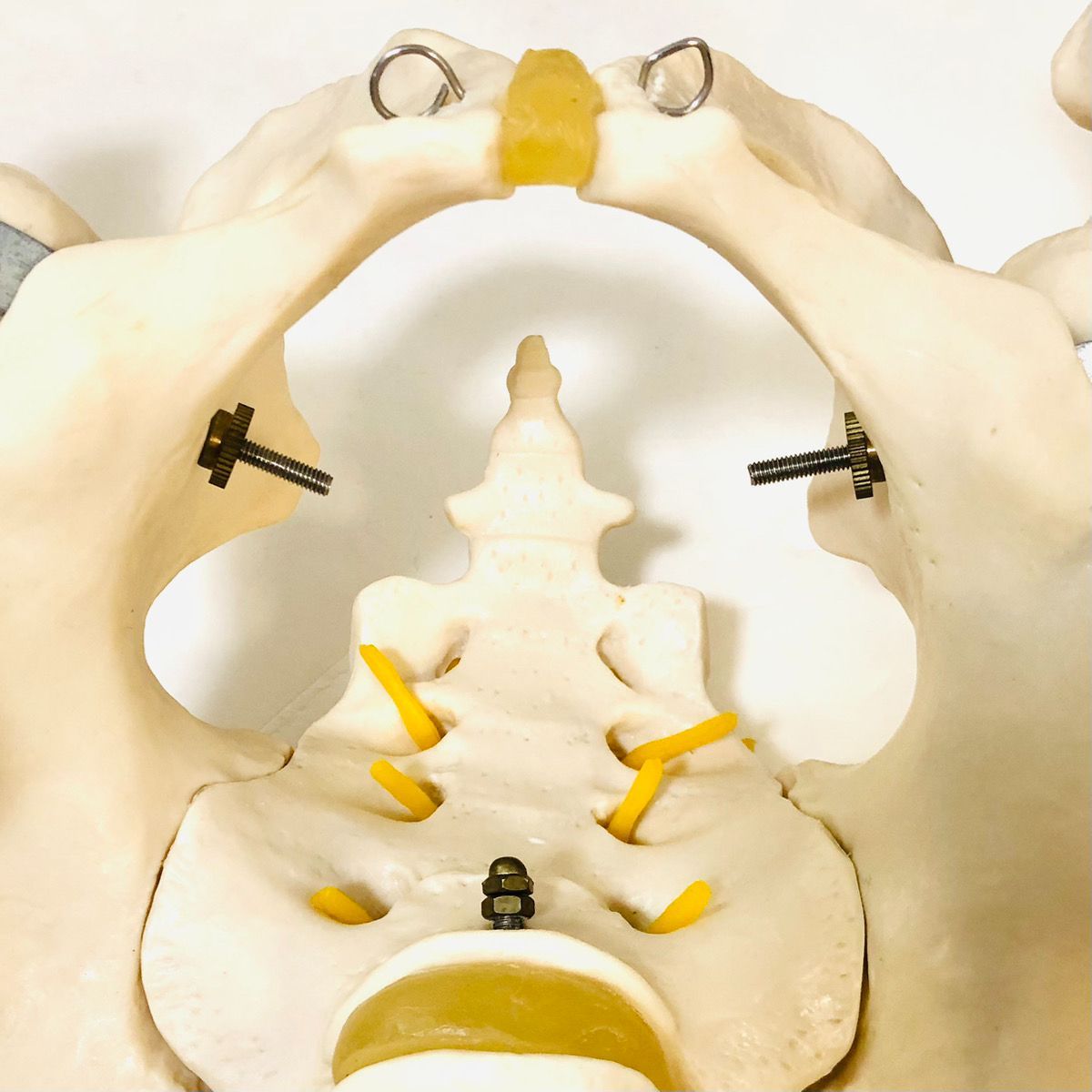 脊柱模型 スタンド付