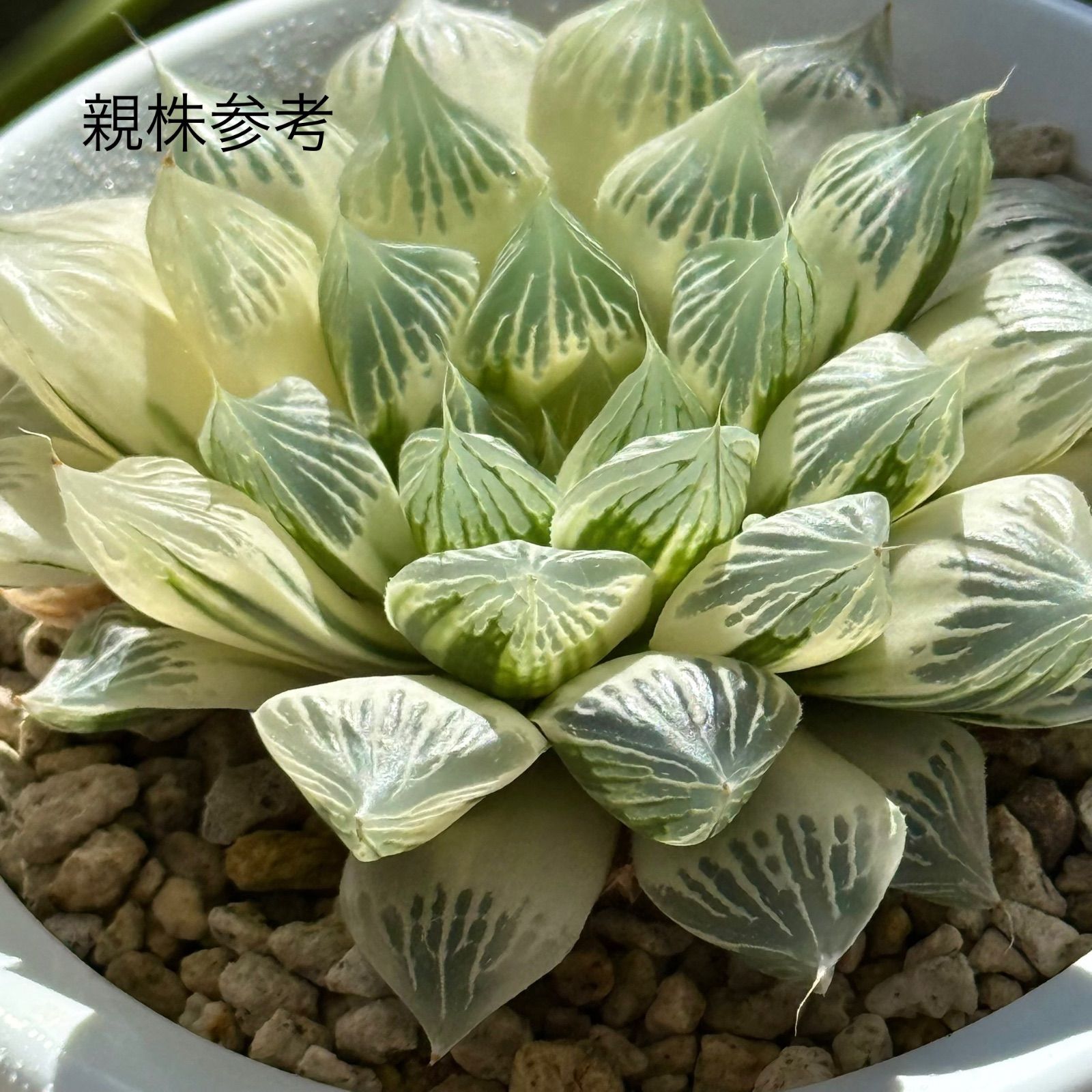 ✨レア✨ 苺怪獣 アロエ 多肉植物 オリジナルラベル付き オリジナル