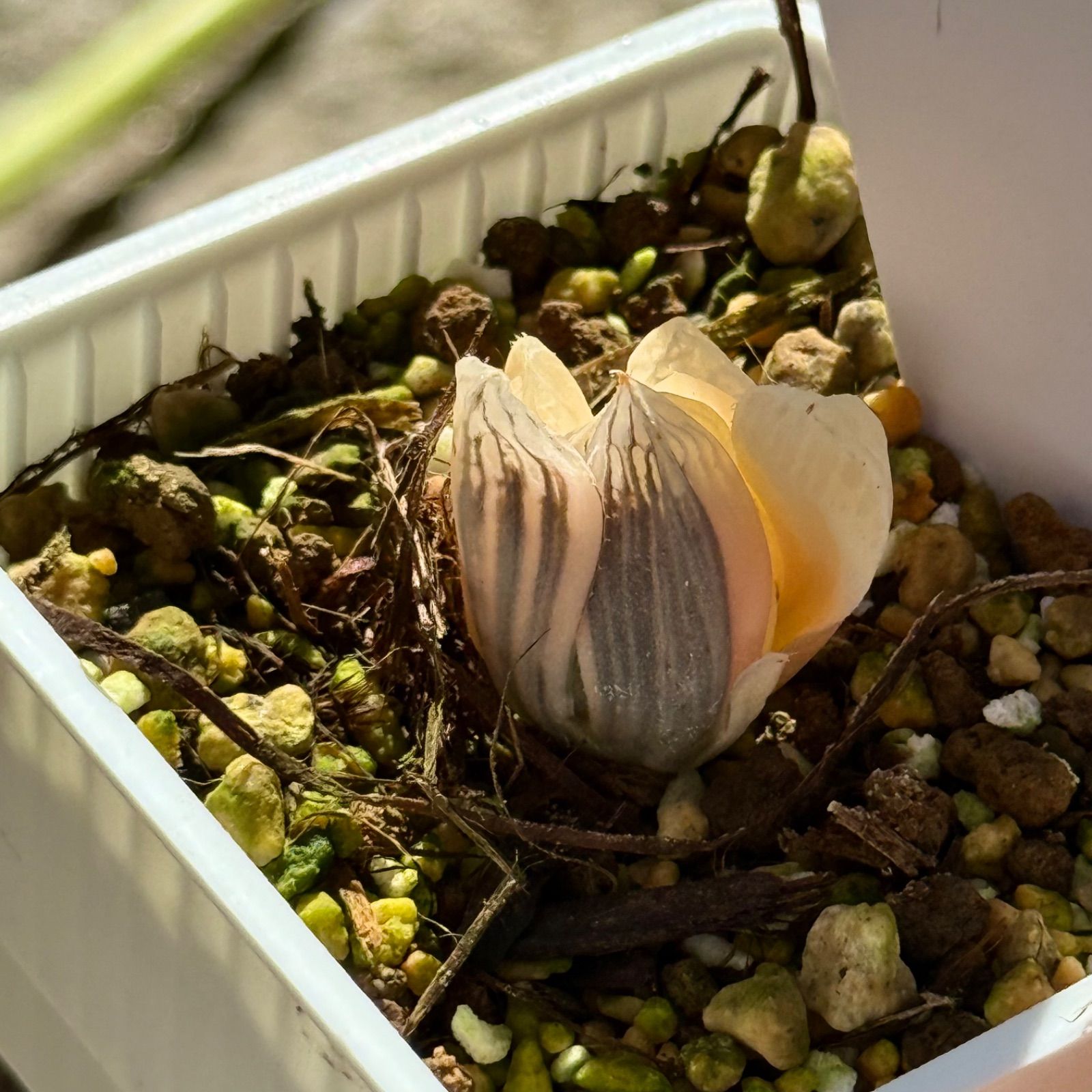 白蛇伝 子株 微発根 多肉 ハオルチア