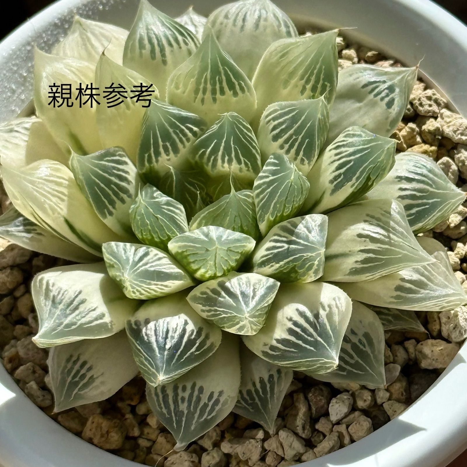 白蛇伝 子株 微発根 多肉 ハオルチア