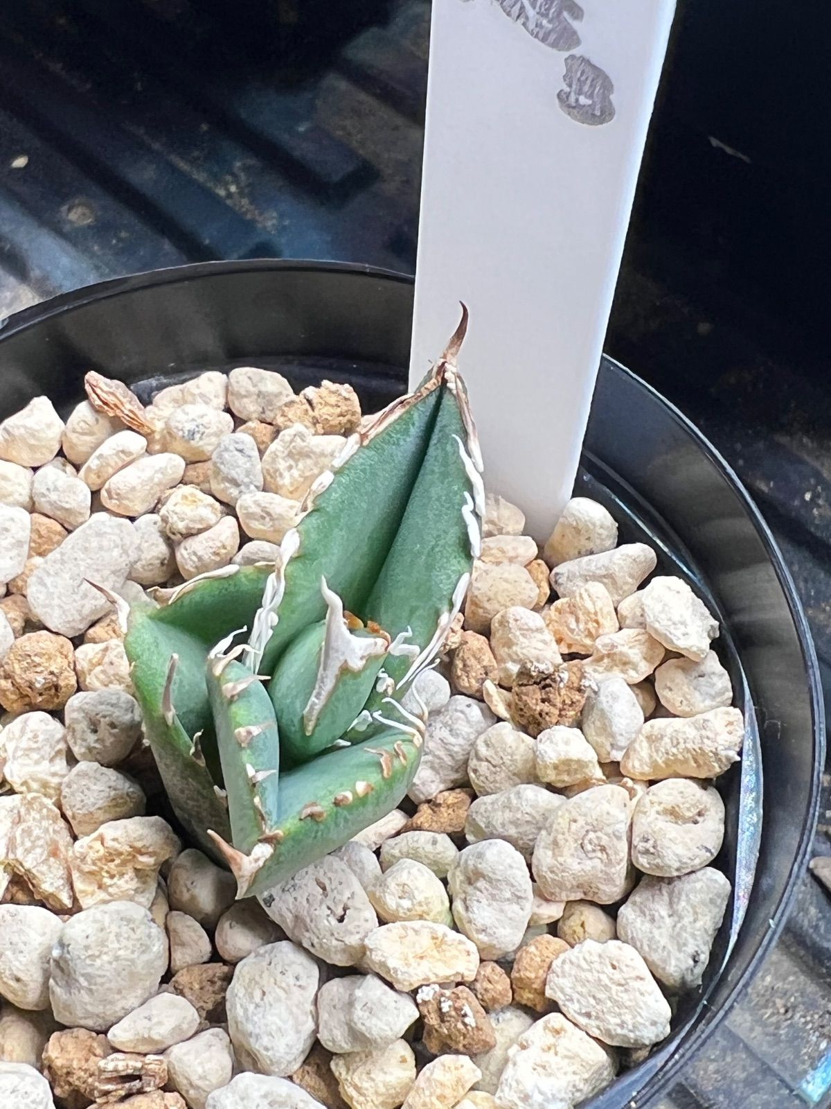 CJ Special NS.3 CJスペシャル CJ Special NS.3 CJスペシャル