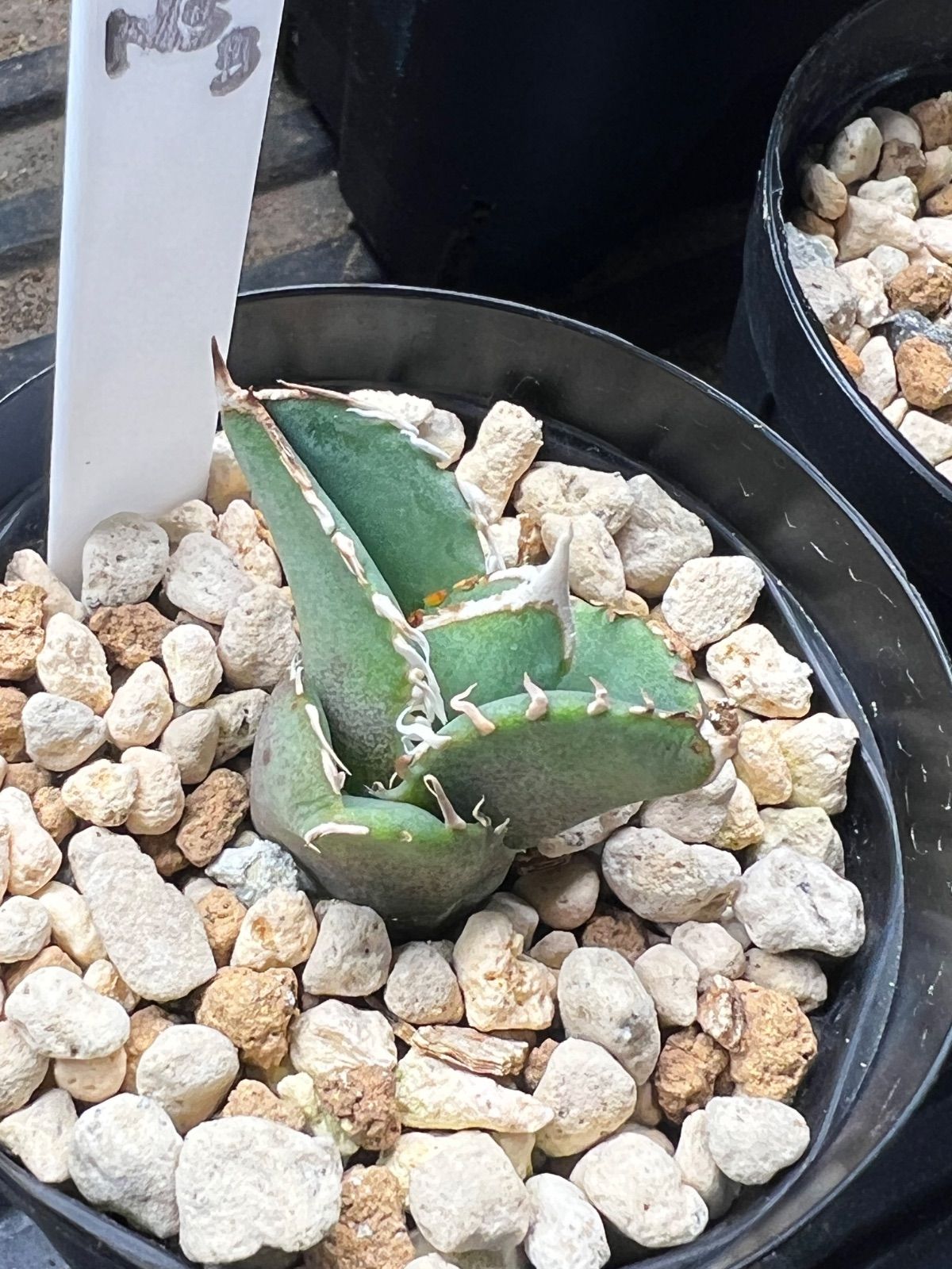 アガベ CJ Special NS No.3（発根済み） - メルカリ