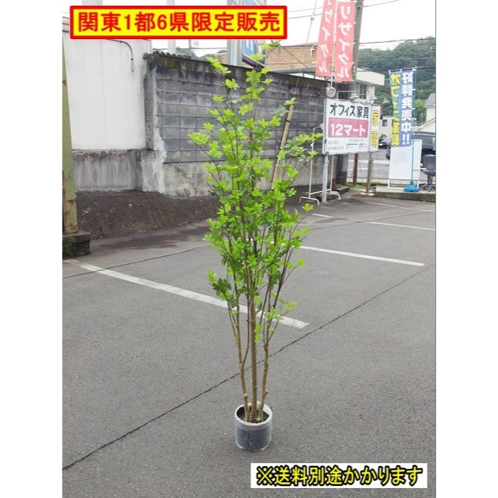 （）（関東一部限定販売）人工樹木 ドウダンツツジ フェイクグリーン 屋内 水やり不要 エントランス リビング F-NA-643-0623A
