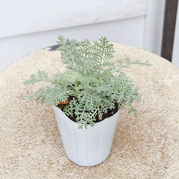 値引きセール 草花苗 シロタエギク シルバーダスト シルバーレース