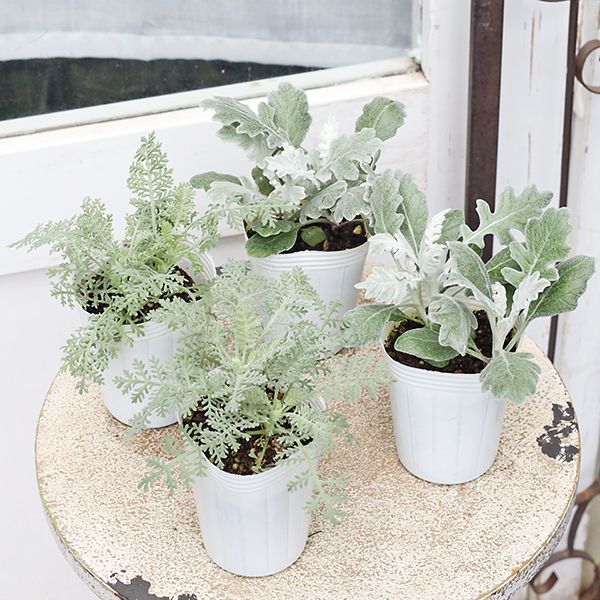 値引きセール 草花苗 シロタエギク シルバーダスト シルバーレース