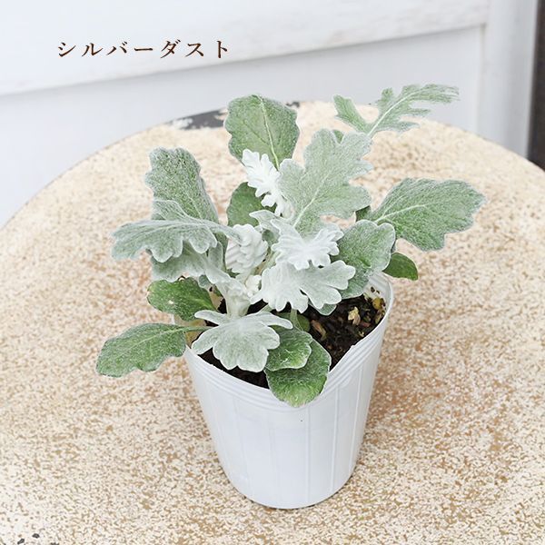 値引きセール 草花苗 シロタエギク シルバーダスト シルバーレース