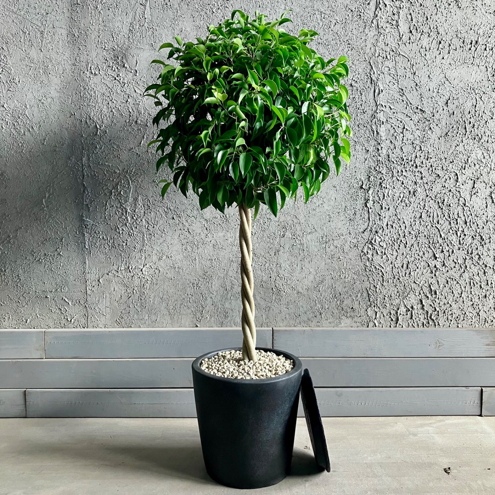 ねじり仕立て フィカス ベンジャミン 10号 テラコッタ鉢植え アンティーク風 受け皿付き