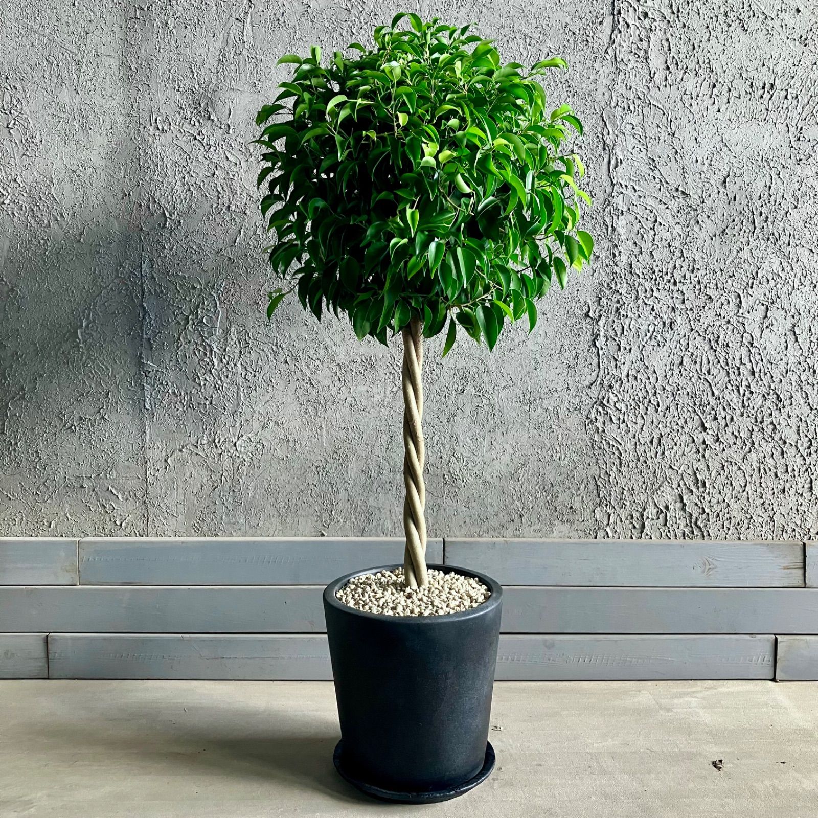 ねじり仕立て フィカス ベンジャミン 10号 テラコッタ鉢植え アンティーク風 受け皿付き