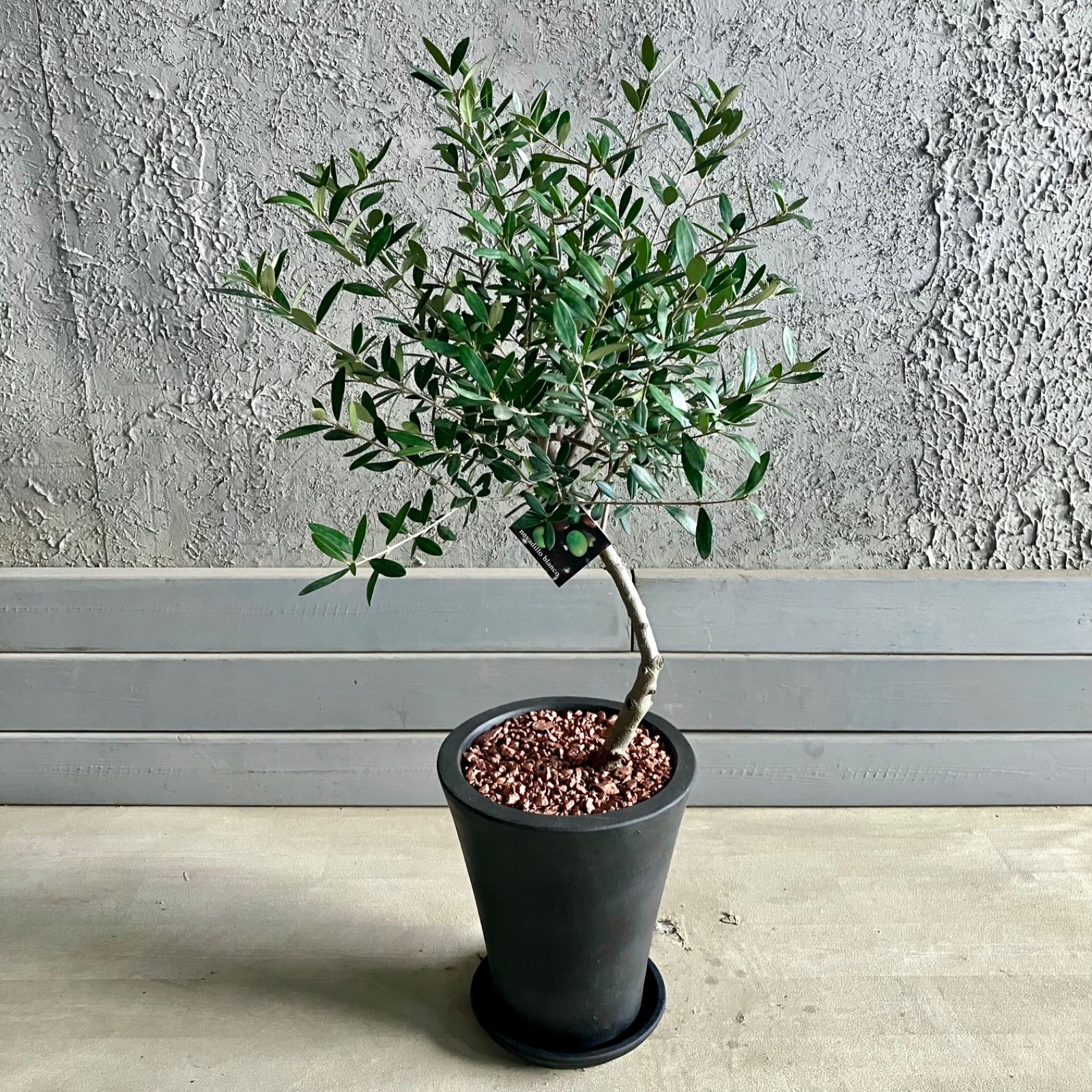 ネバディロブロンコ