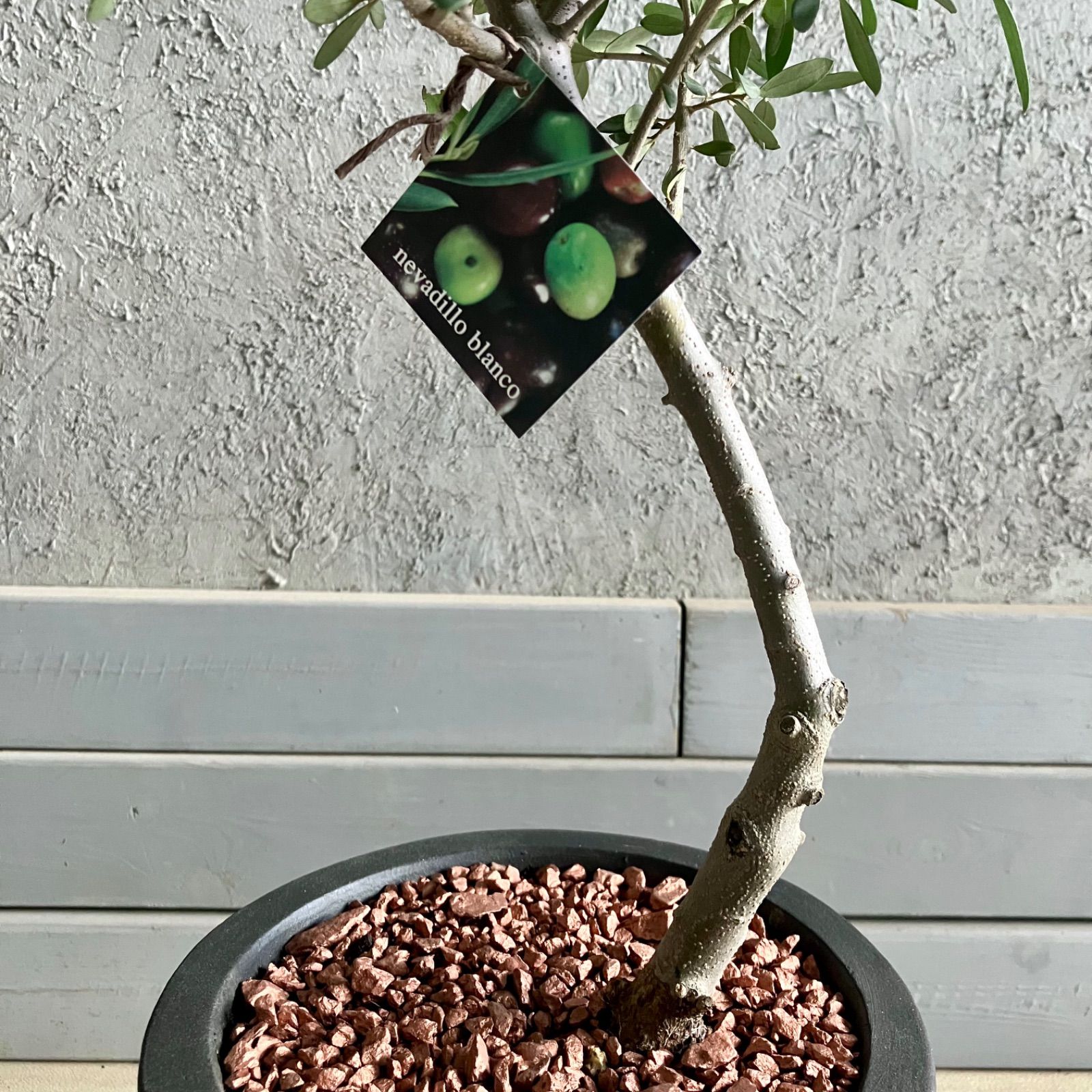 7号 テラコッタ鉢植え