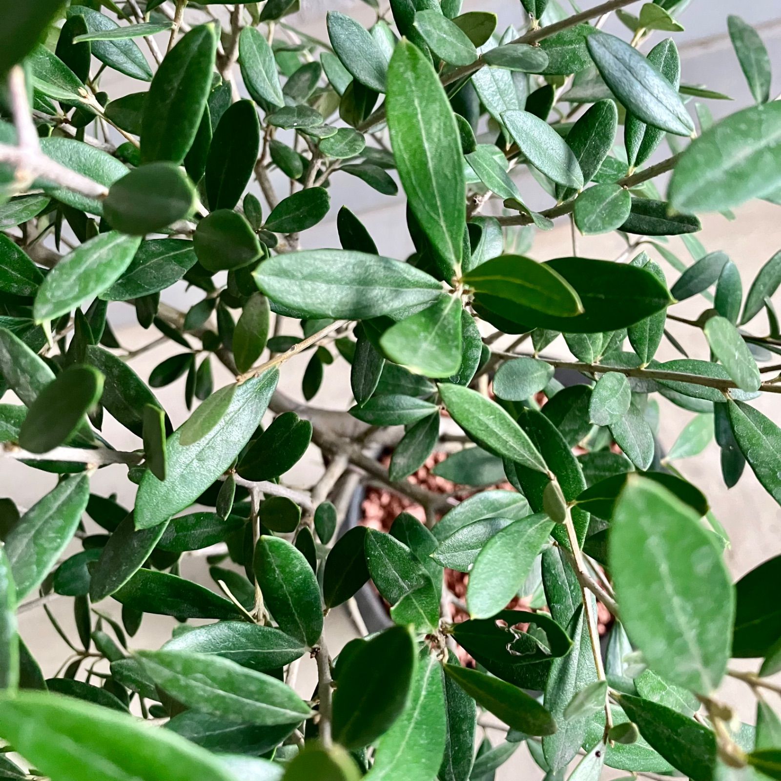 オリーブの木 souju