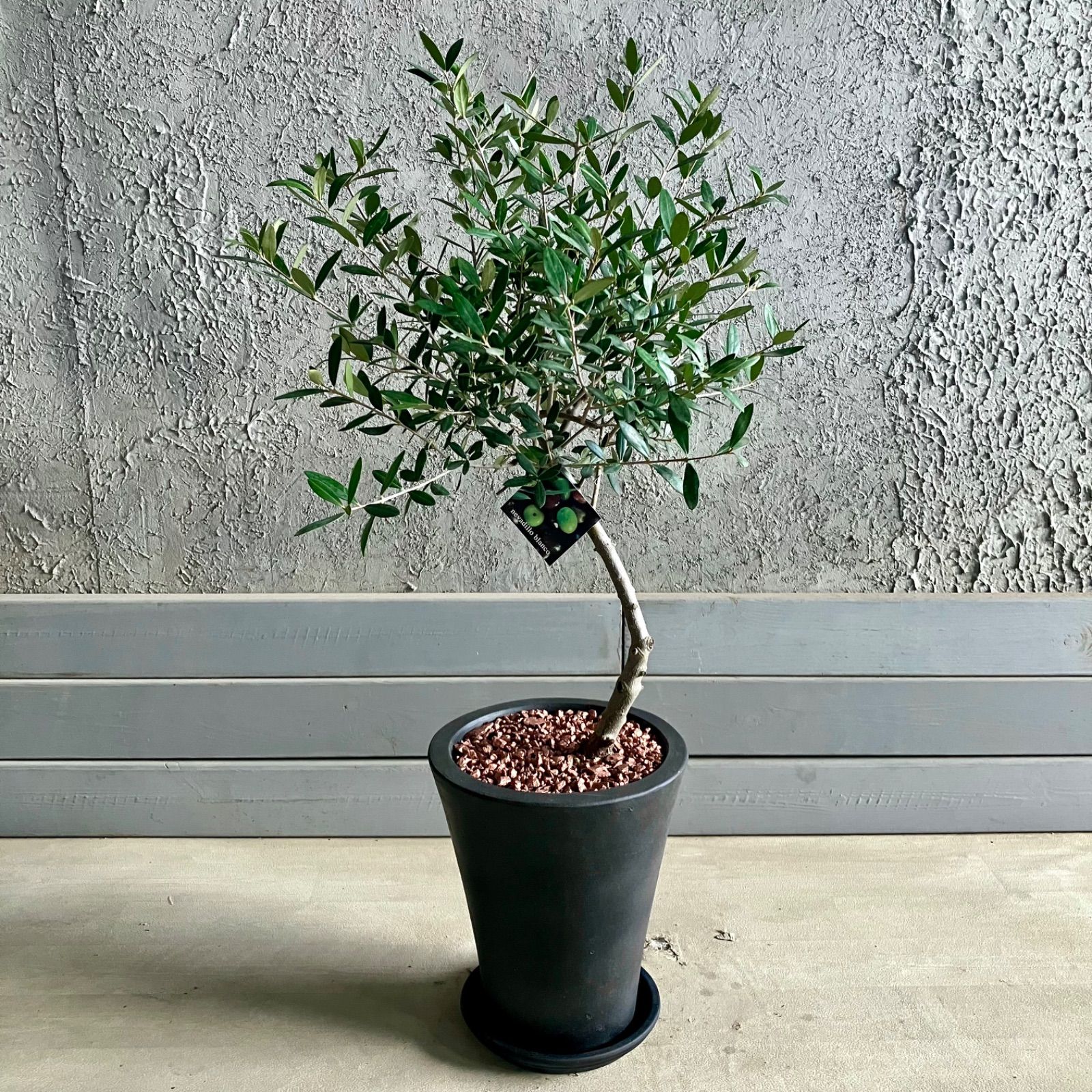 価格比較でお得にお買物。 美形 オリーブの木 souju ネバディロブロンコ 7号 テラコッタ鉢植え アンティーク風 受け皿付き