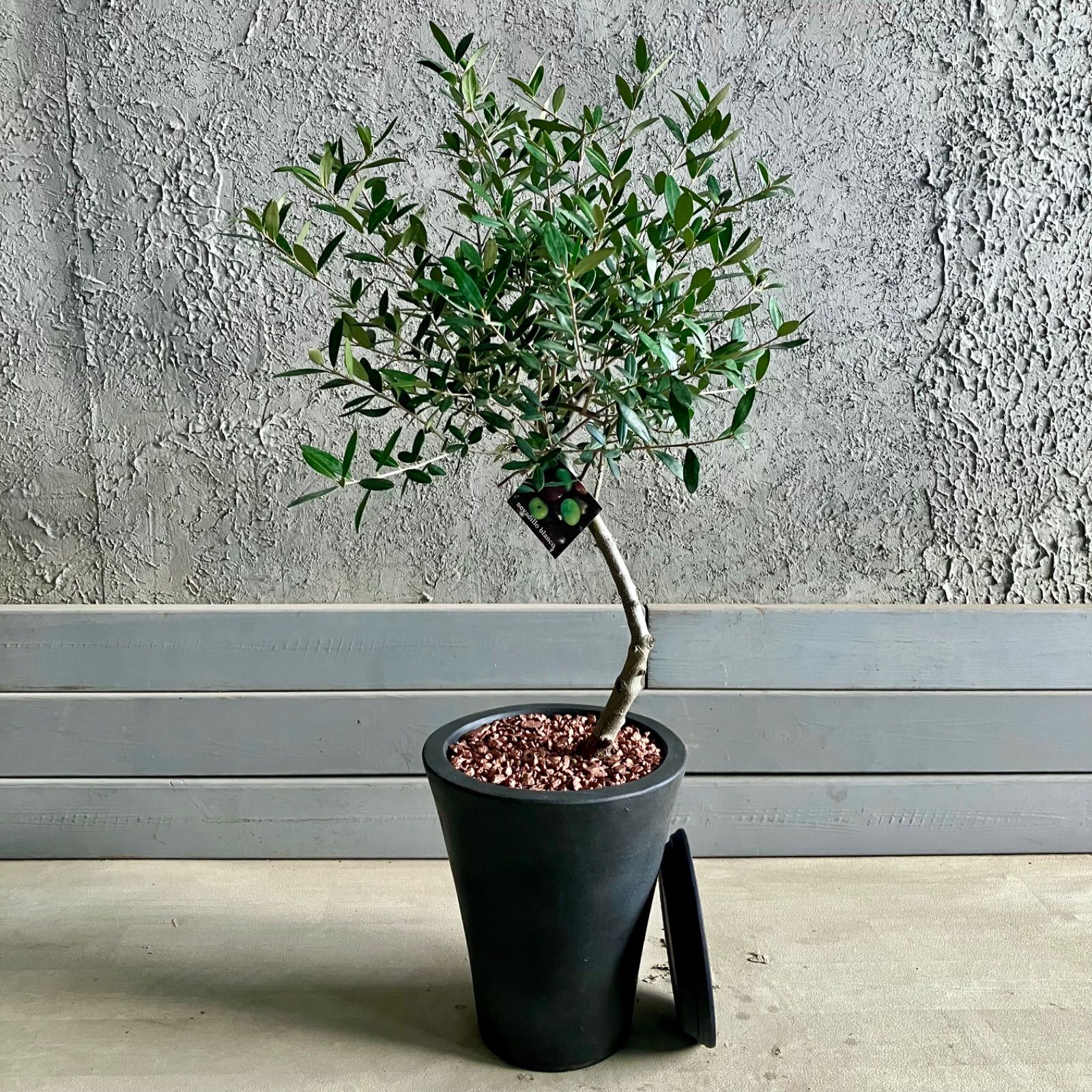 美形 オリーブの木 souju ネバディロブロンコ 7号 テラコッタ鉢植え アンティーク風 受け皿付き