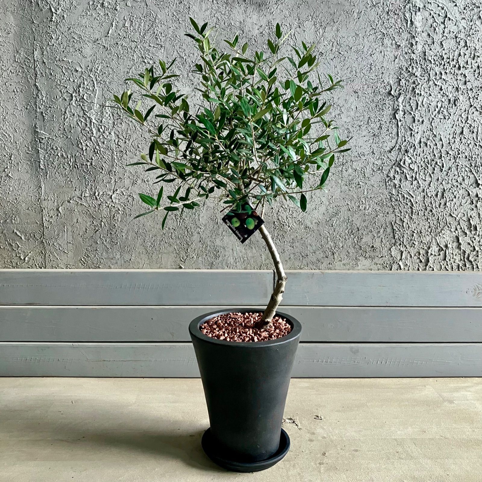 テラコッタ鉢植え