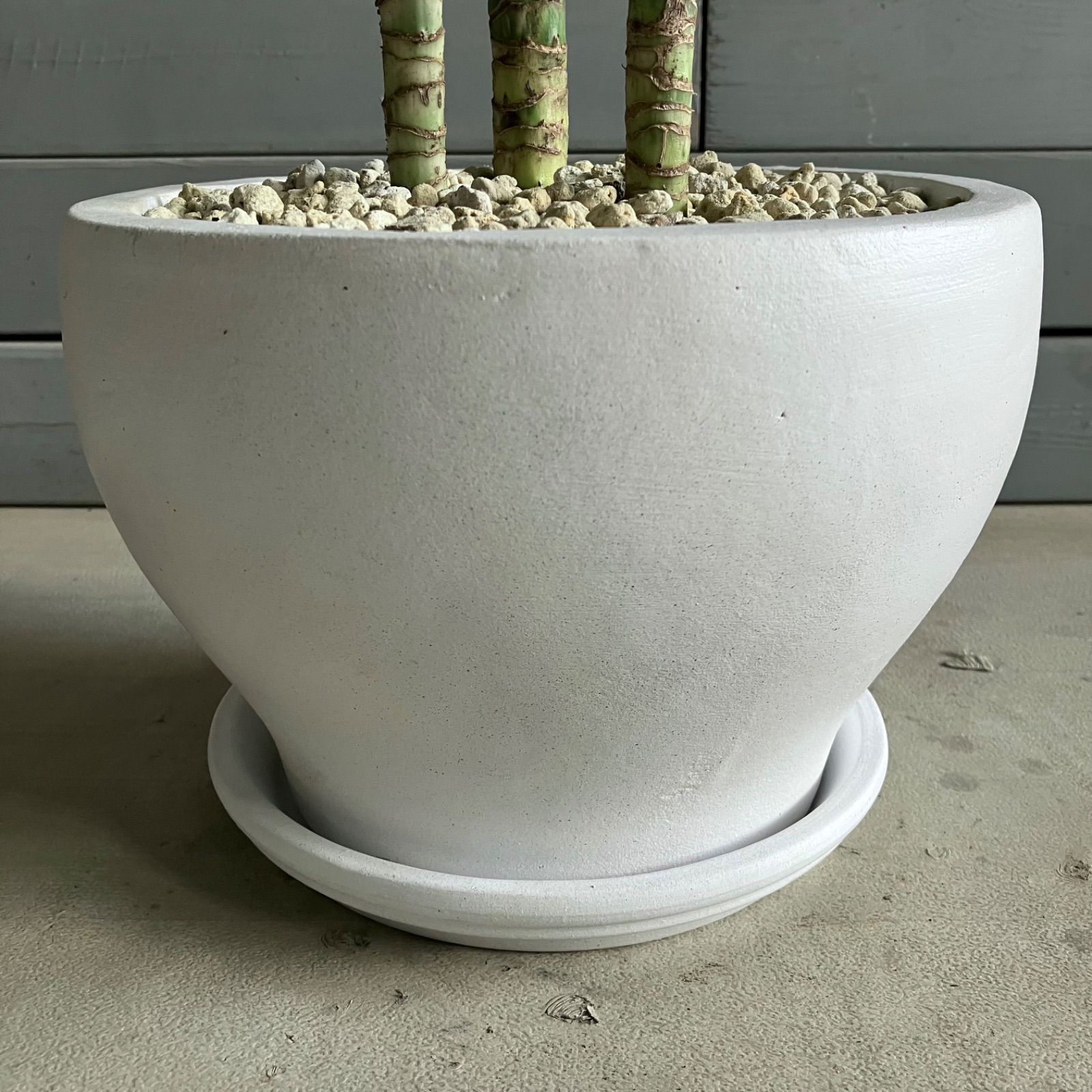 テラコッタ鉢植え ホワイト