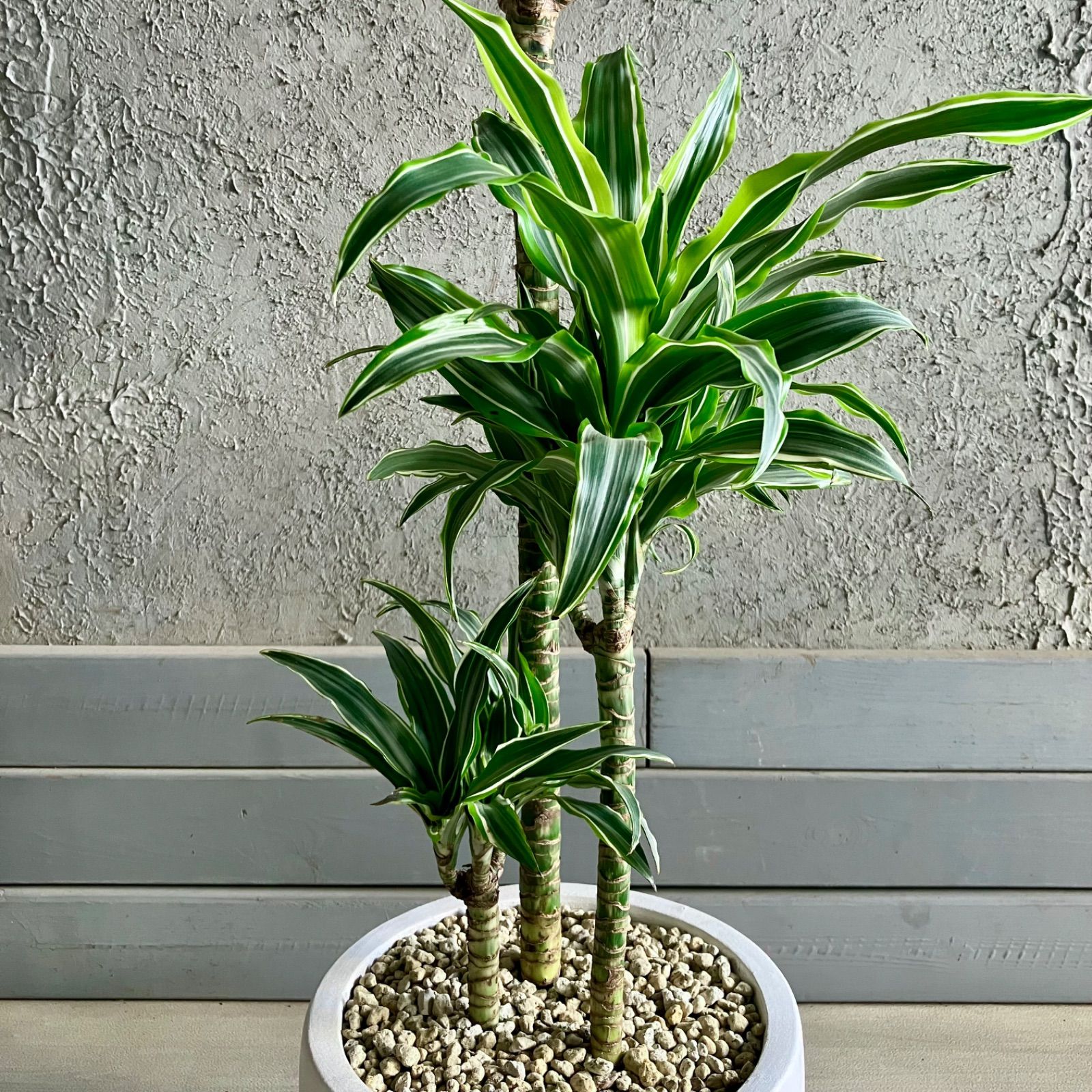 ワーネッキーレモンサプライズ 8号