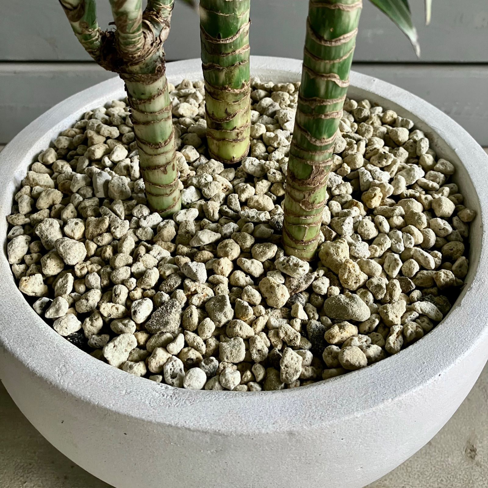 希少品種 ドラセナ ワーネッキーレモンサプライズ 8号 テラコッタ