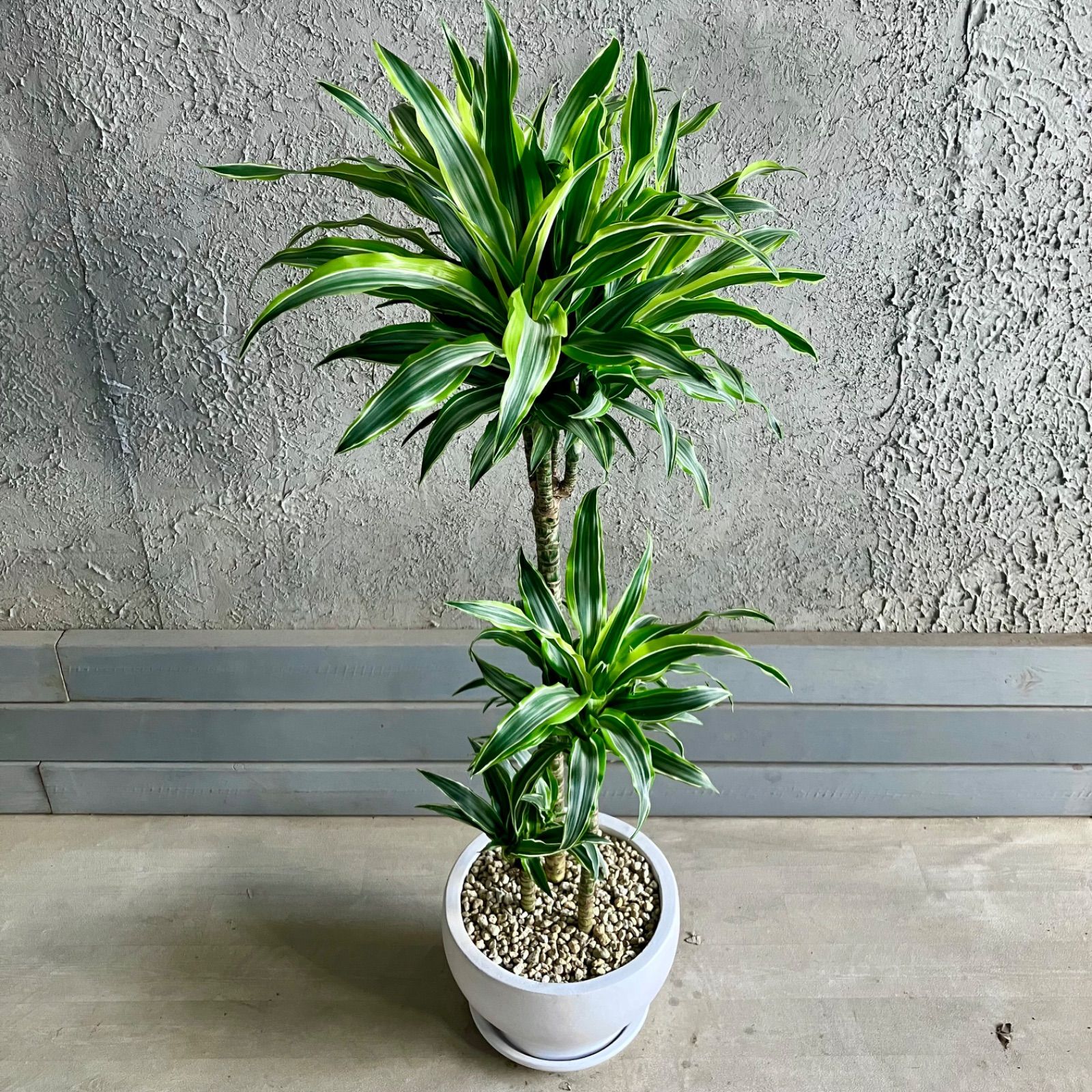 8号 テラコッタ鉢植え