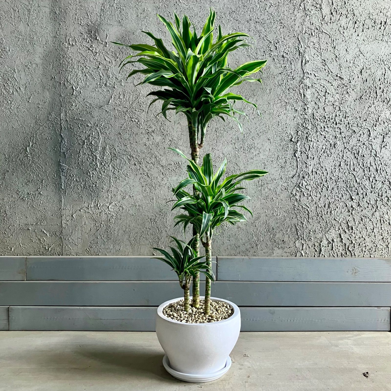 品種 ドラセナ ワーネッキーレモンサプライズ 8号 テラコッタ鉢植え ホワイト 受け皿付き