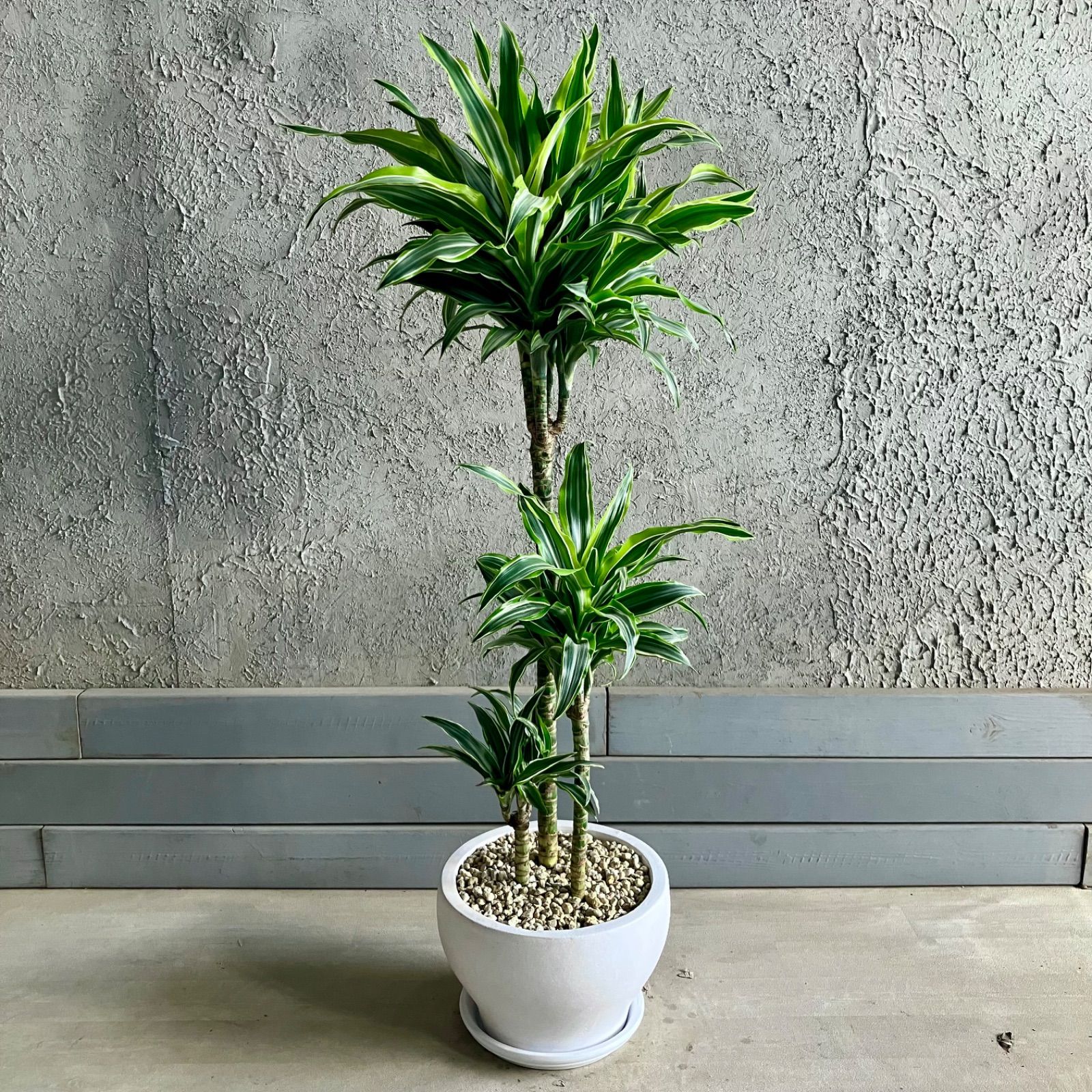 ワーネッキーレモンサプライズ