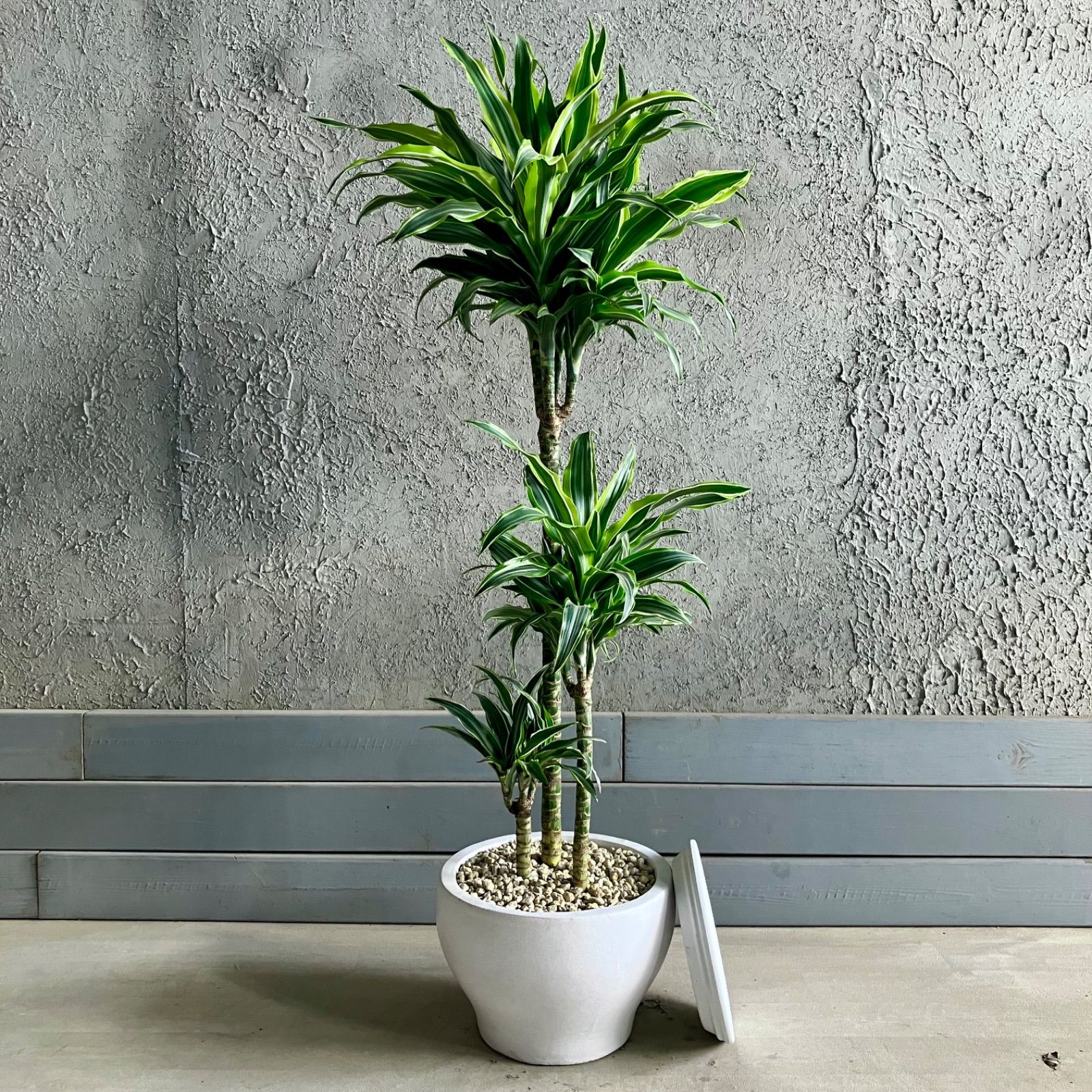 品種 ドラセナ ワーネッキーレモンサプライズ 8号 テラコッタ鉢植え ホワイト 受け皿付き