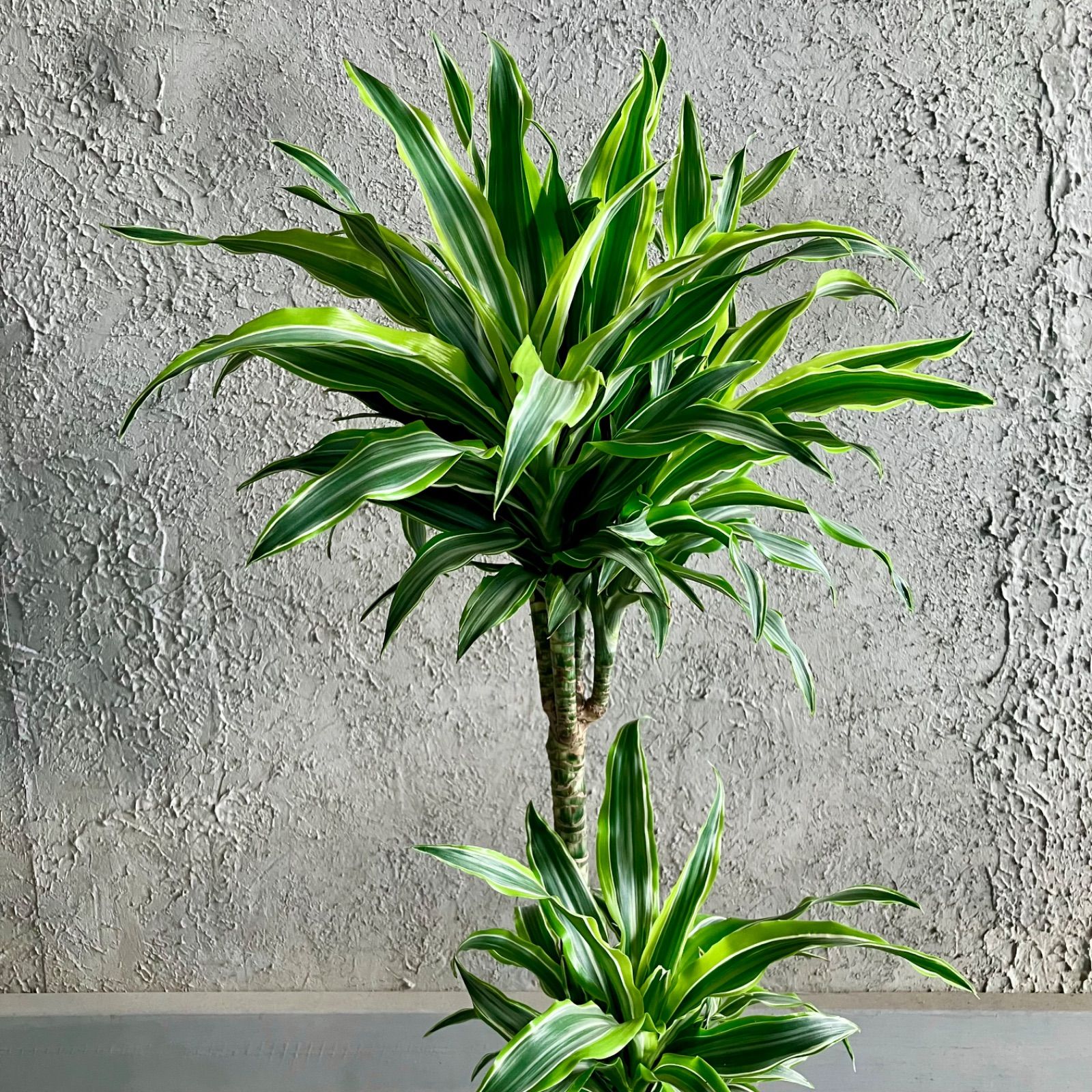 希少品種 ドラセナ ワーネッキーレモンサプライズ 8号 テラコッタ