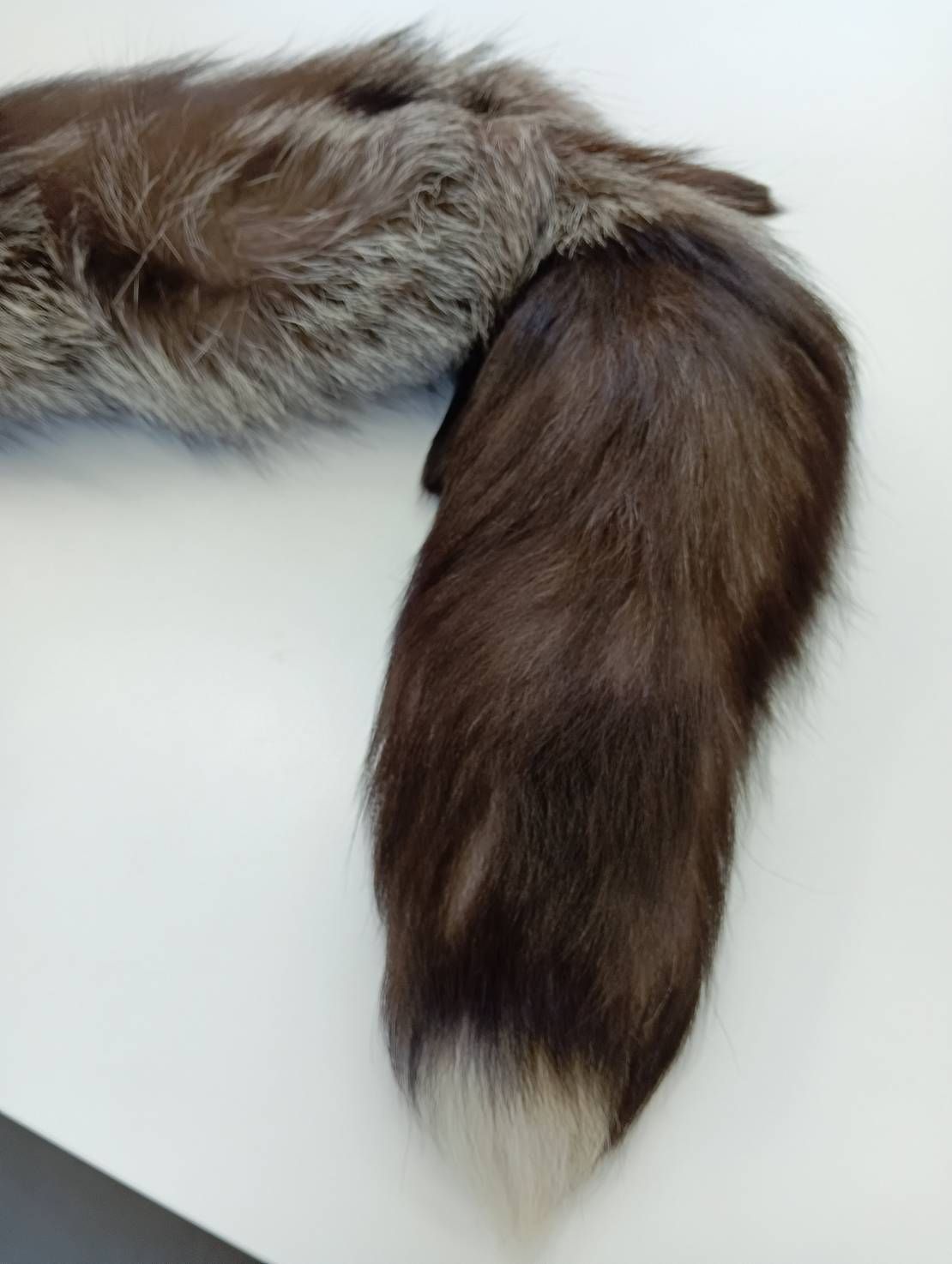 品 フォックスファー