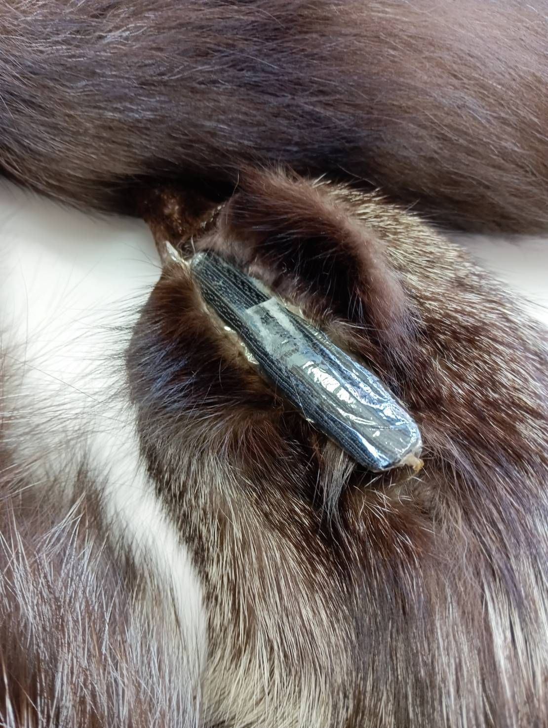 フォックスファー リアルファー