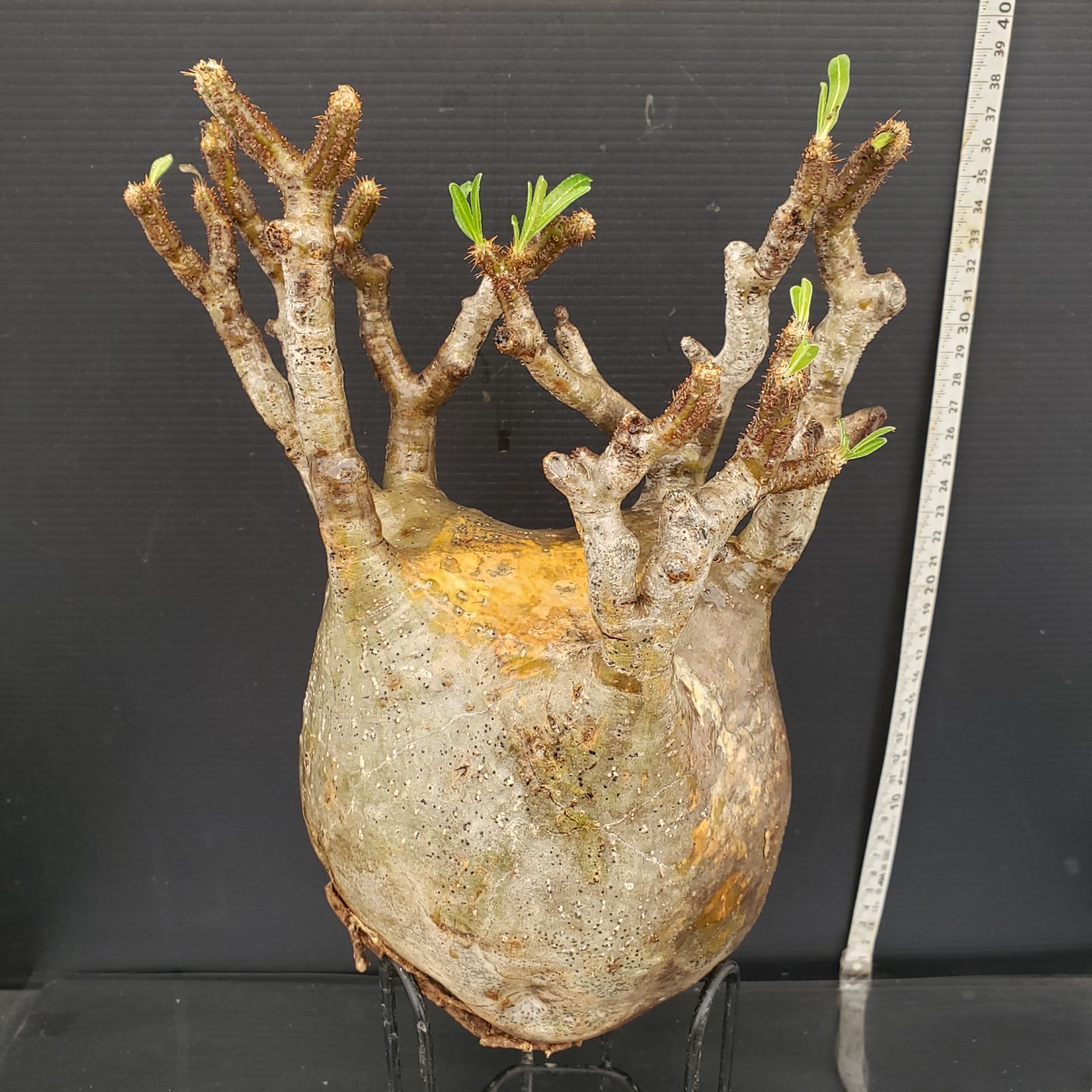 A494【最新到着】Pachypodium グラキリス（ML）（現地球・抜き苗