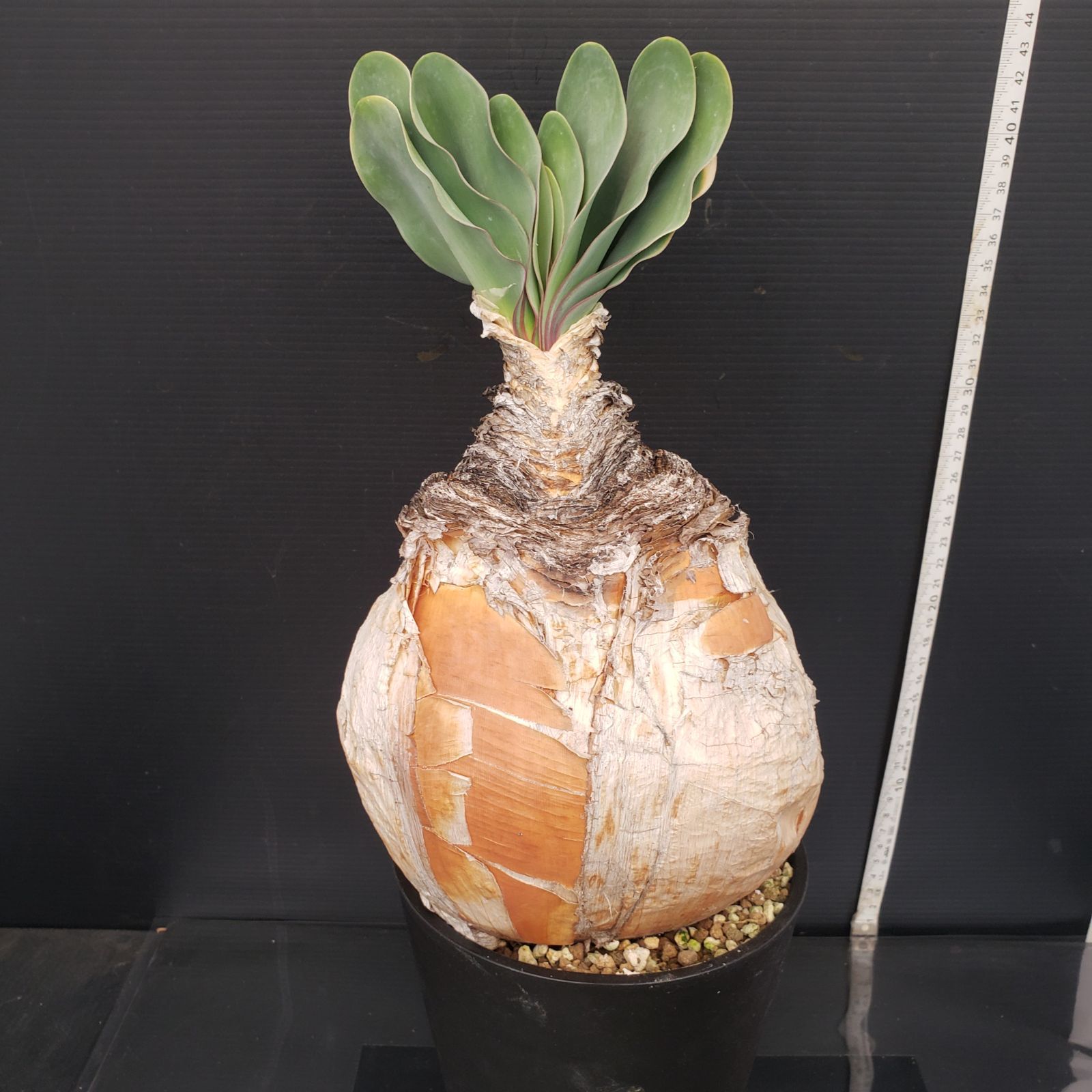 ブーファン・ハエマンソイデス 美株 ブーファン・ハエマンソイデス