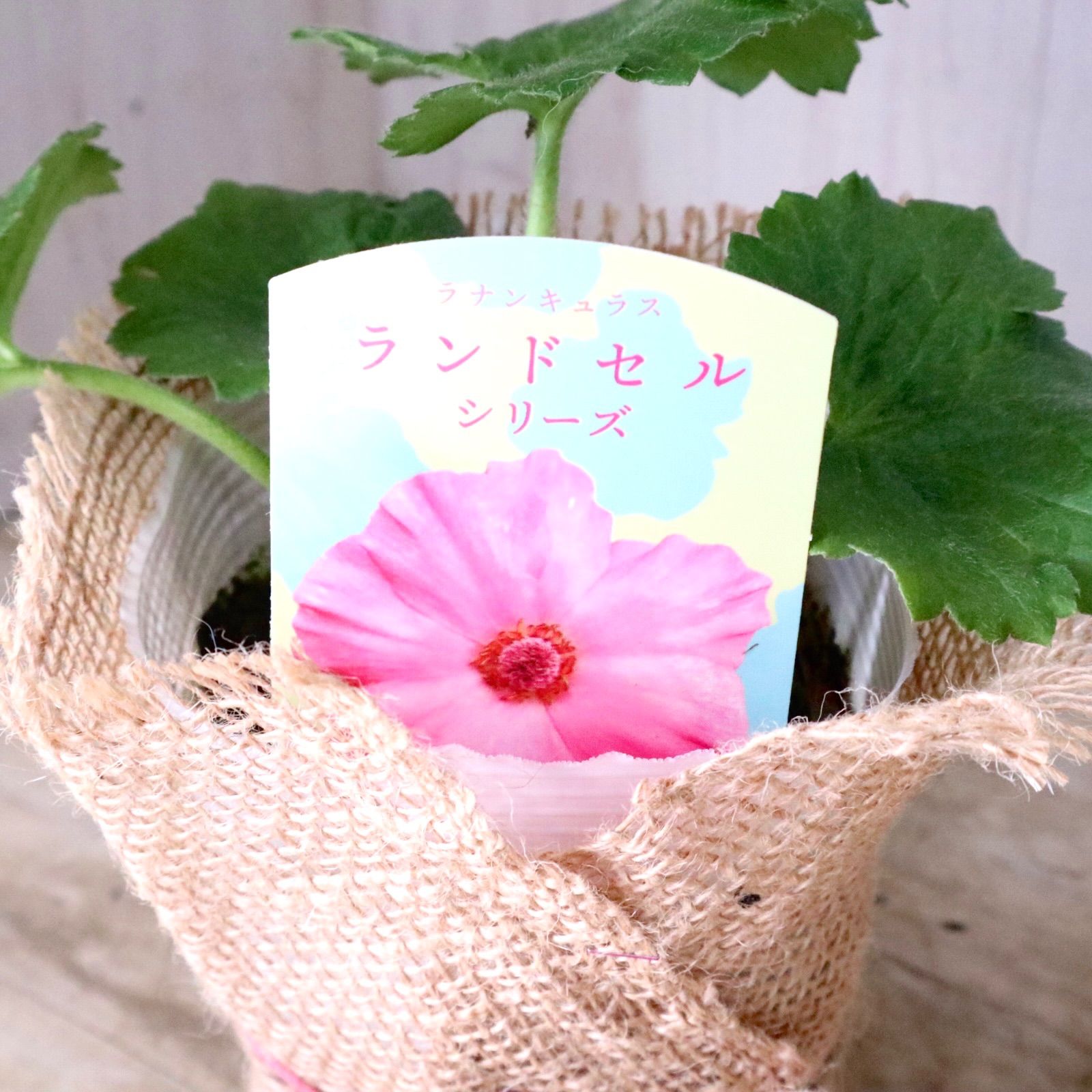おまかせ♡ランドセルシリーズ♡ラナンキュラス♡ - メルカリ