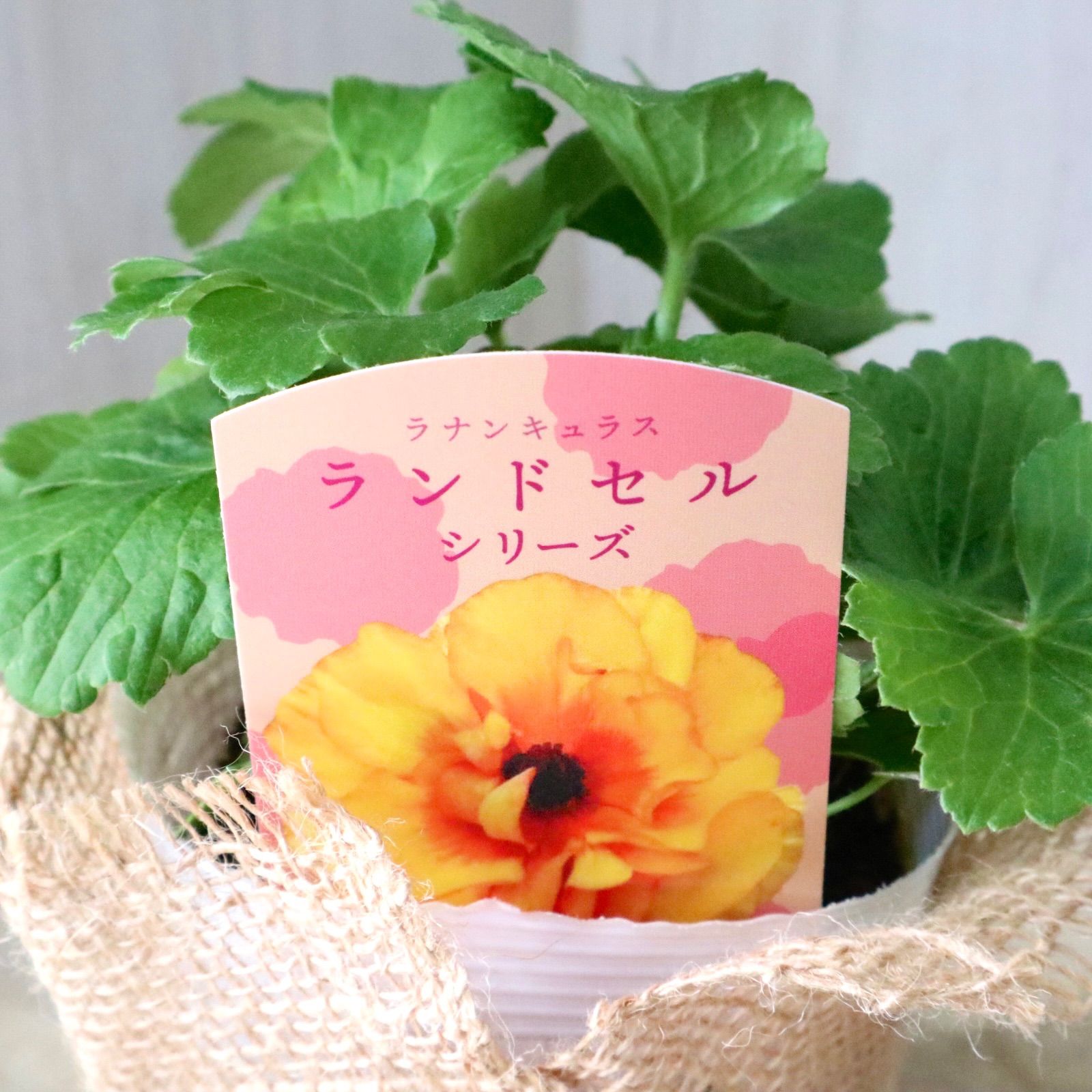 おまかせ♡ランドセルシリーズ♡ラナンキュラス♡ - メルカリ
