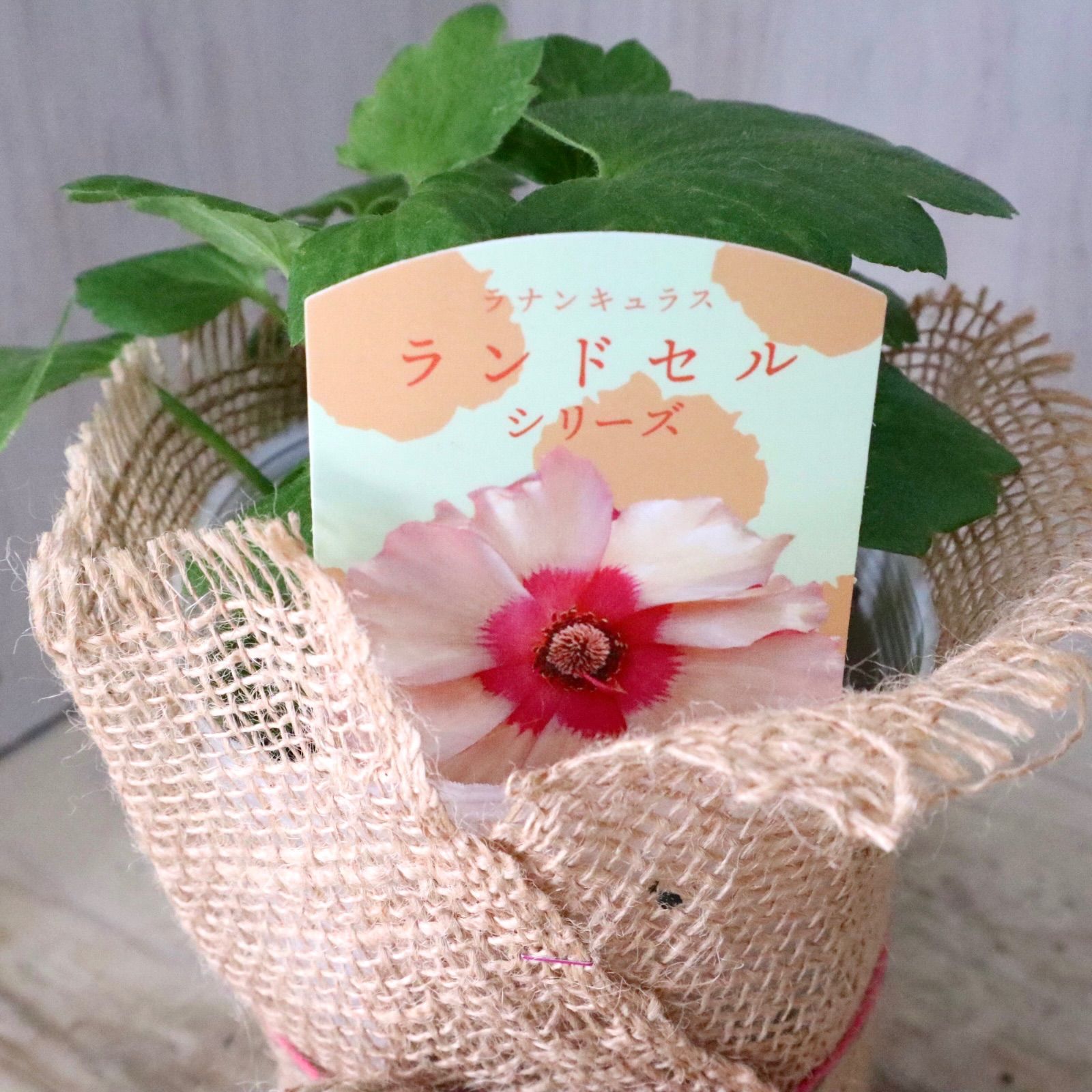 おまかせ♡ランドセルシリーズ♡ラナンキュラス♡ - メルカリ